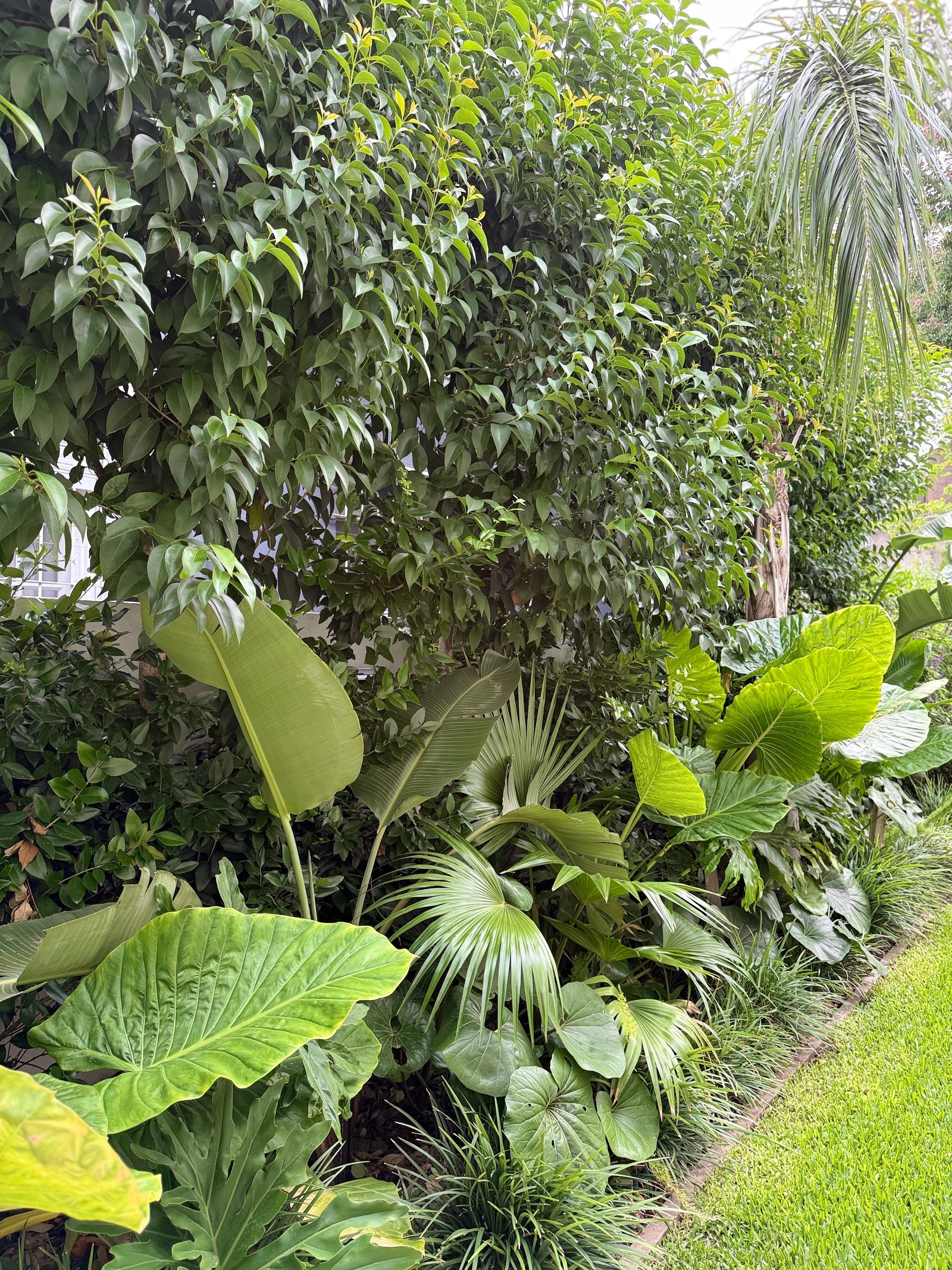 Jardín exuberante con follaje tropical y césped cuidado — proyecto VICENTE LOPEZ, por Baires Green, en Vicente López