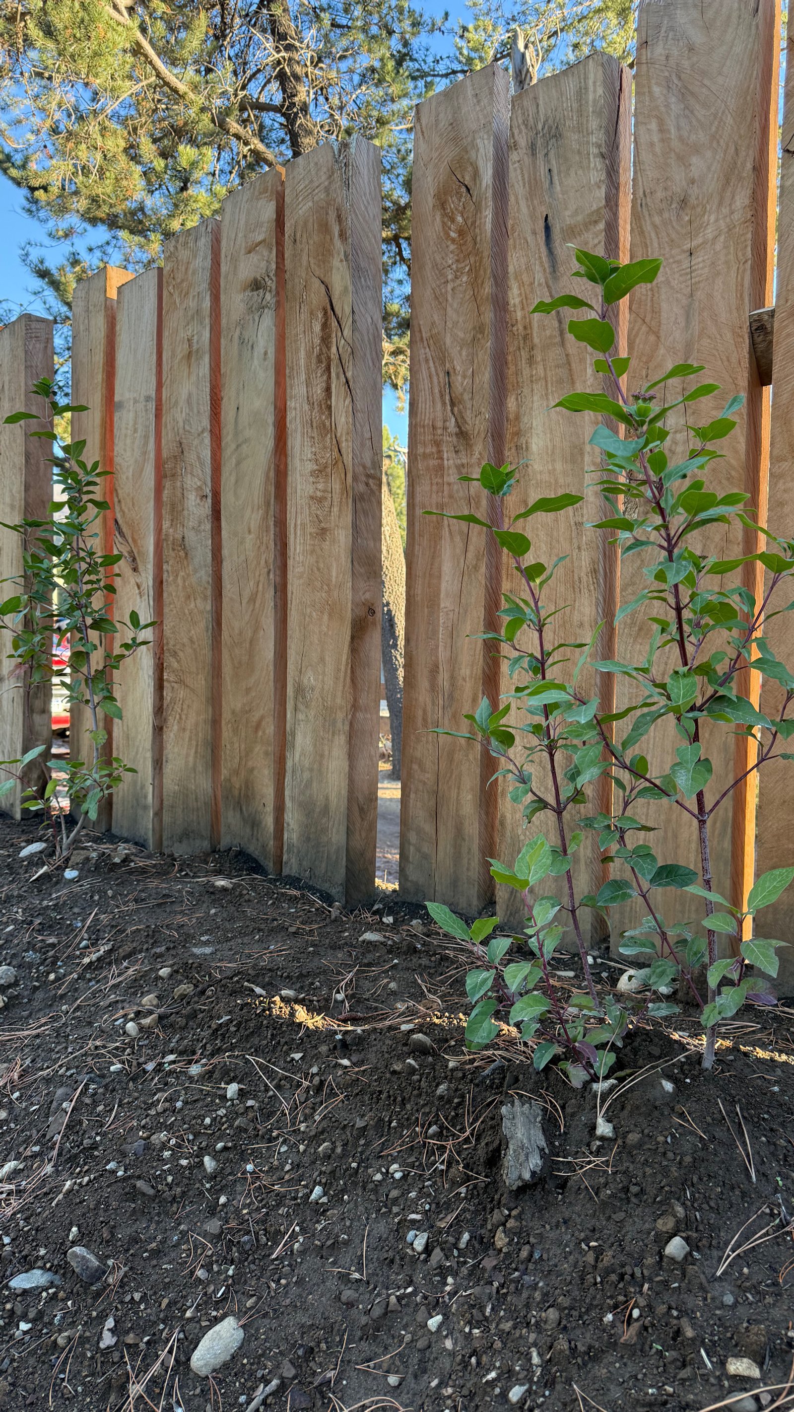 cerca rústica de madera natural con plantas jóvenes en jardín — proyecto Mountain House, por Arquitecta Grace Overgaard, en San Carlos de Bariloche