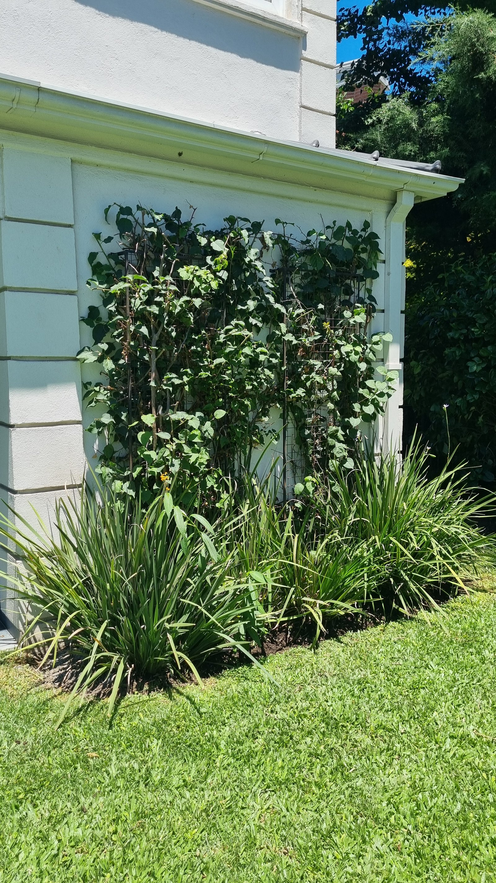 Fachada moderna con pared verde exuberante y césped bien cuidado — proyecto Ayres del Pilar El Puesto, por Marcela García Brünner Paisajista, en INF44024 - Colectora Este