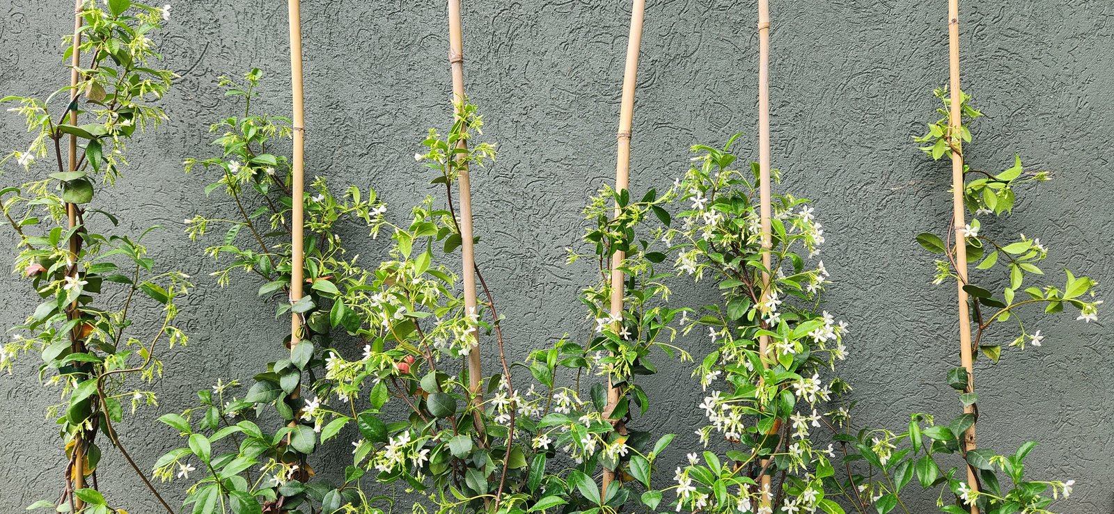 trepadeiras com flores brancas em estacas de bambu contra parede de cimento — projeto Casa SF, por Estudio Rifahi, em Bella Vista
