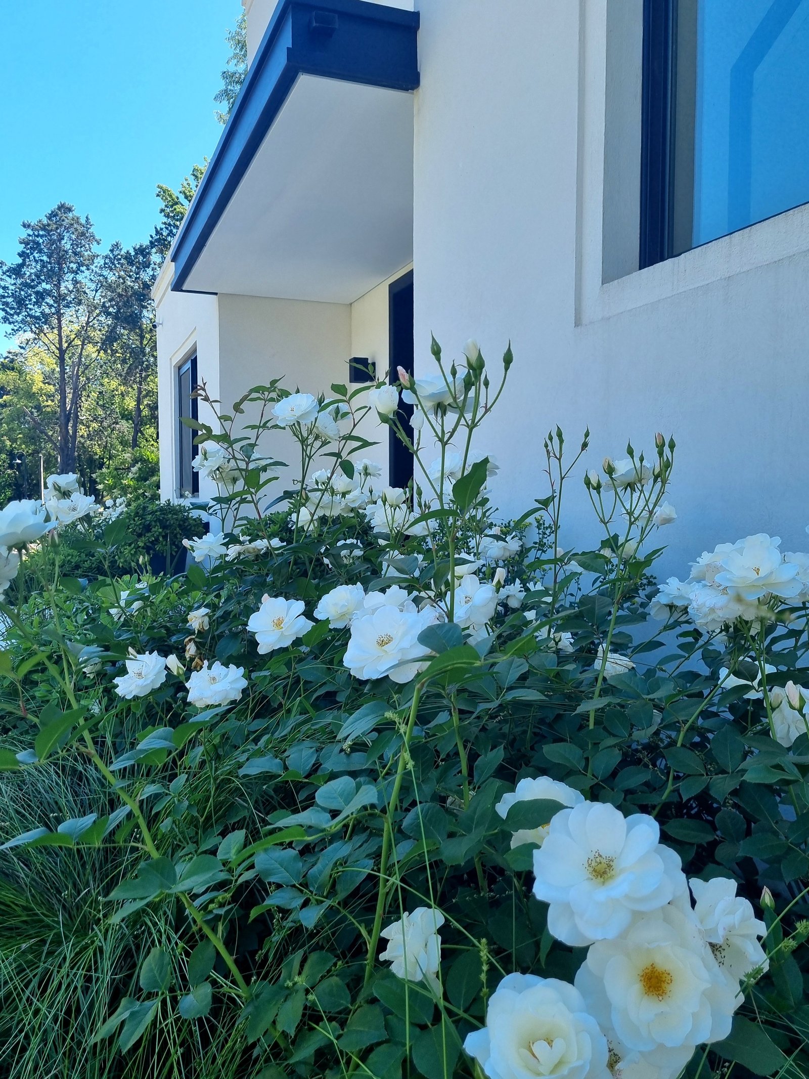 Fachada moderna branca com rosas brancas e janelas azuis — projeto La Peregrina 1, por Marcela García Brünner Paisajista, em Comodoro Rivadavia 3301