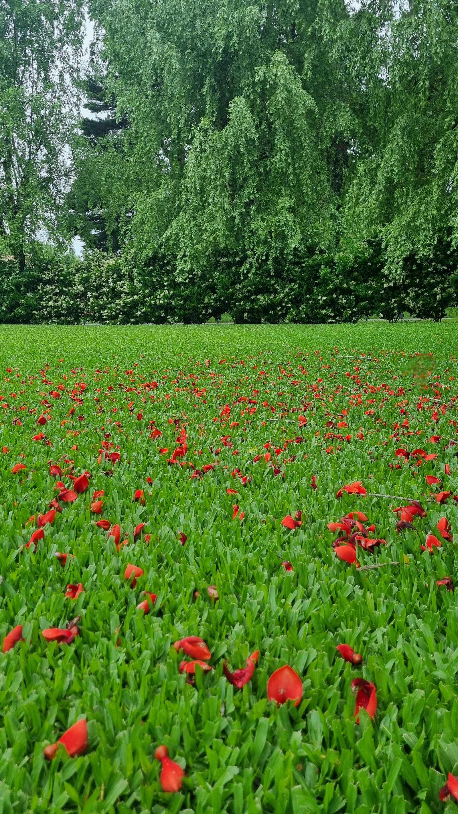 Campo de césped con pétalos rojos y árboles frondosos — proyecto La Peregrina 1, por Marcela García Brünner Paisajista, en Comodoro Rivadavia 3301