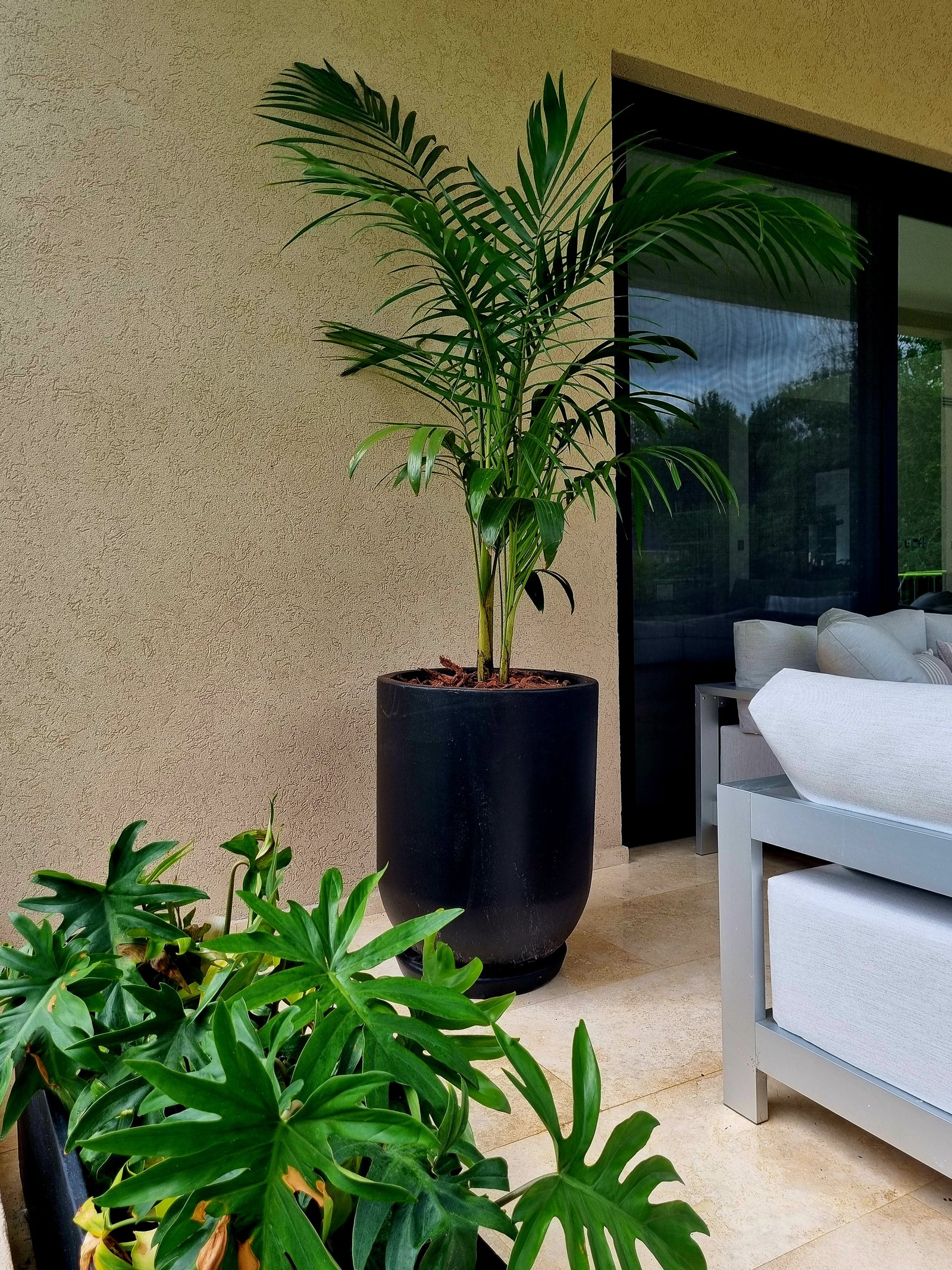 Parede texturizada bege, palmeira em vaso preto, móveis externos brancos — projeto Ambientaciones. Balcones y terrazas, por Marcela García Brünner Paisajista, em Av. del Libertador