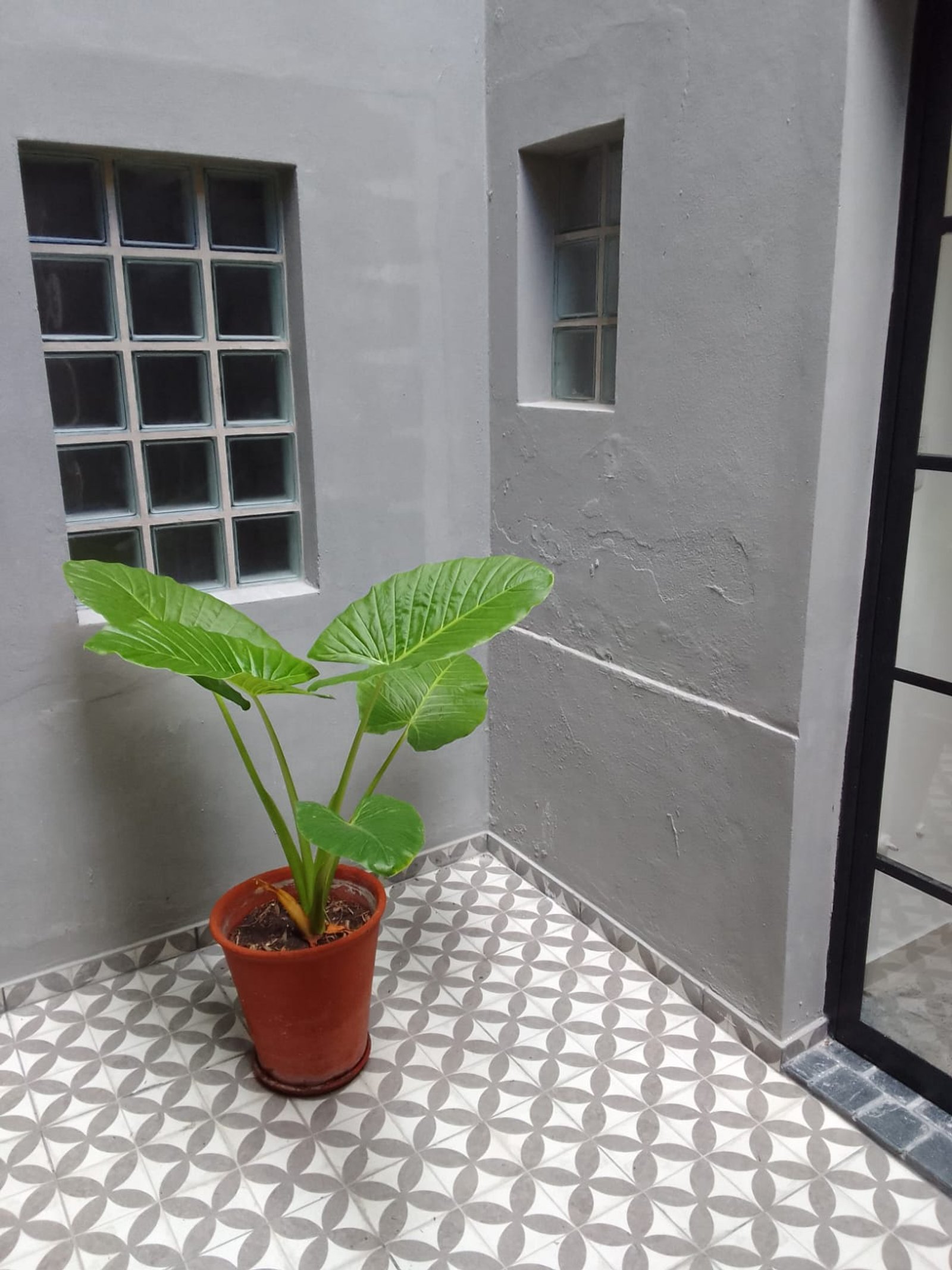 Patio con piso de mosaicos y ventana de bloques de vidrio — proyecto Casa en Sarandi, por Arquitecto Guido Niccoli, en B1872 Sarandí