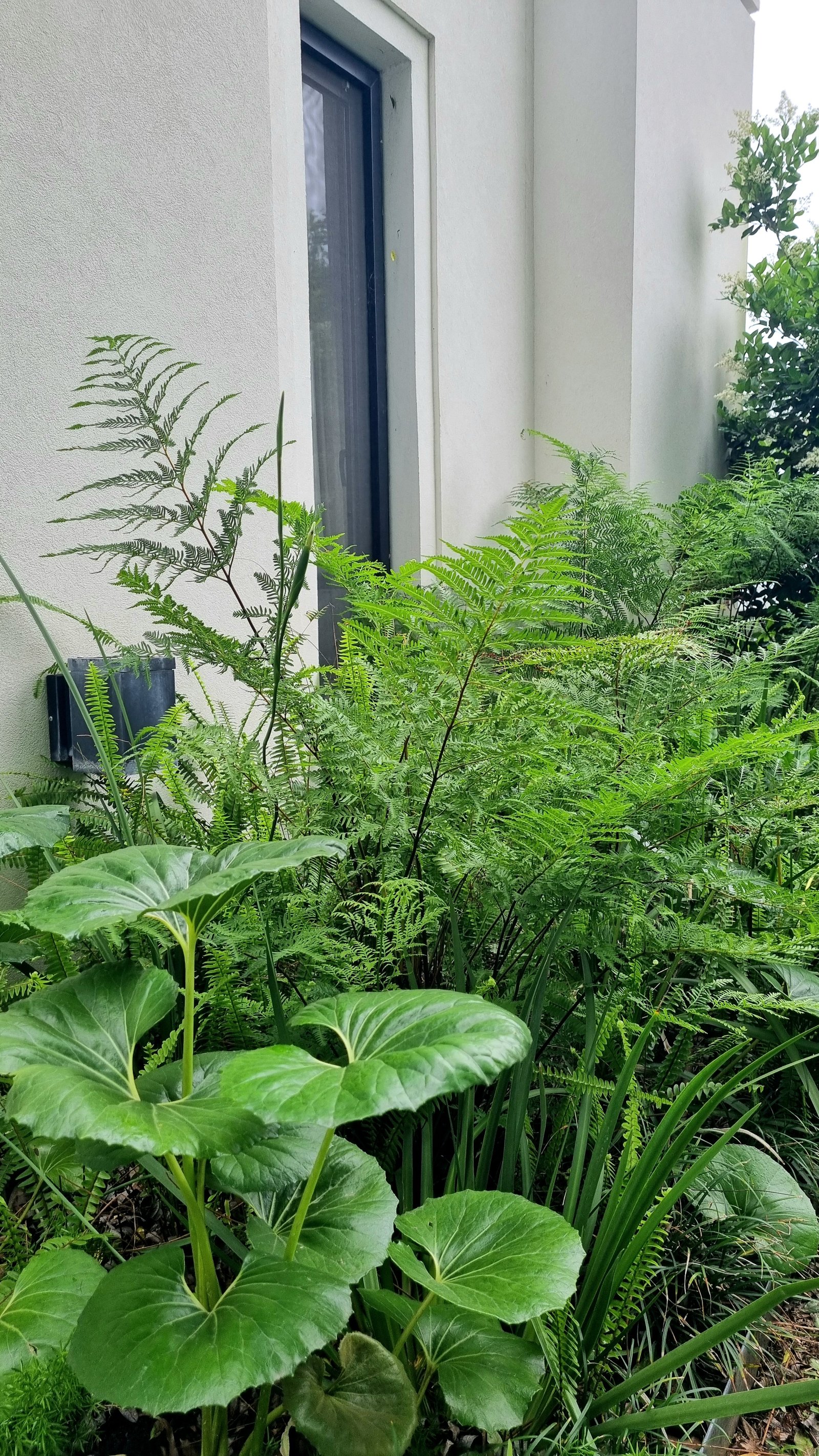 Jardín moderno con helechos y plantas de hoja grande — proyecto La Peregrina 1, por Marcela García Brünner Paisajista, en Comodoro Rivadavia 3301