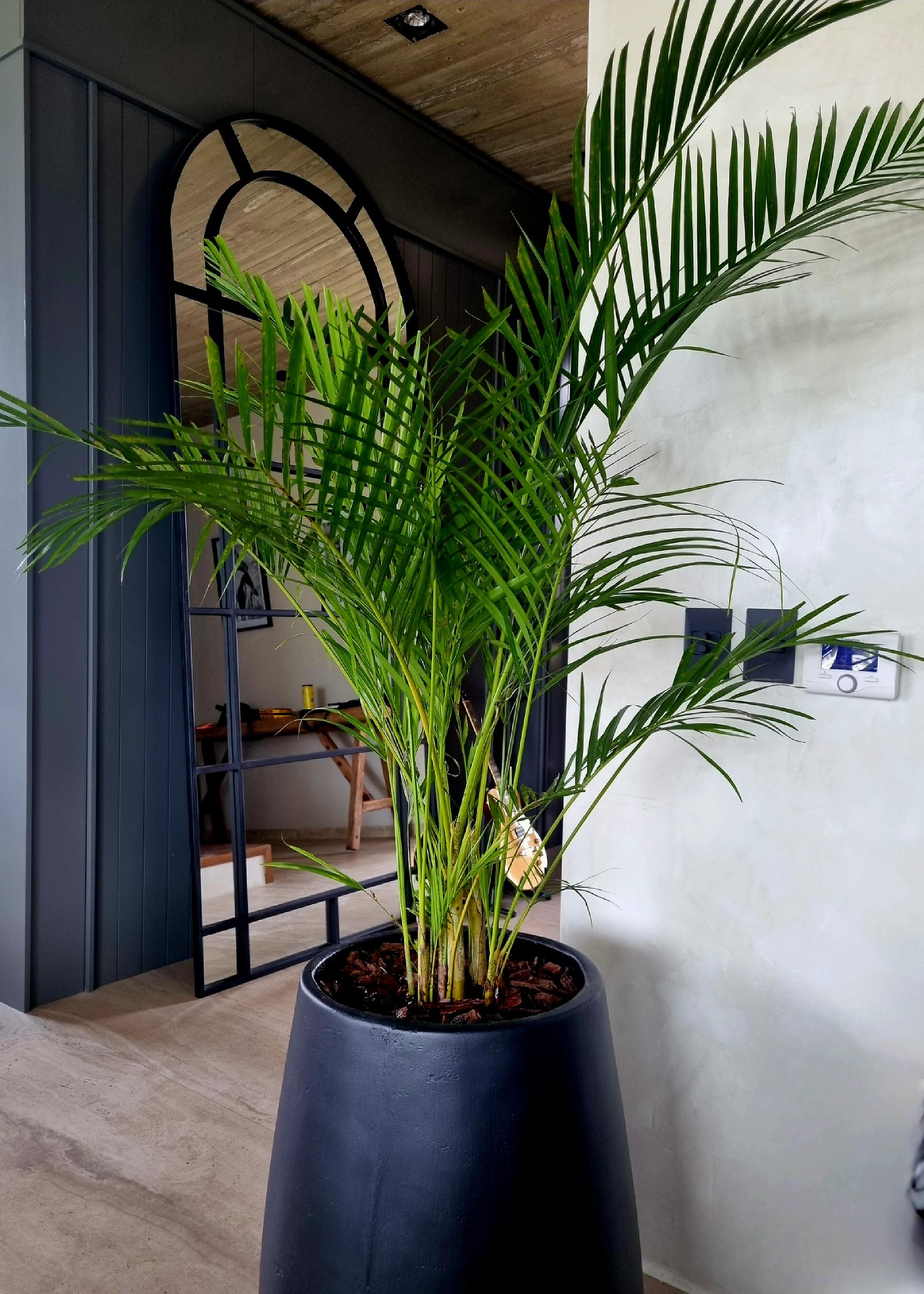 Living moderno con palmera en maceta y espejo arqueado — proyecto Ambientaciones. Balcones y terrazas, por Marcela García Brünner Paisajista, en Av. del Libertador 101