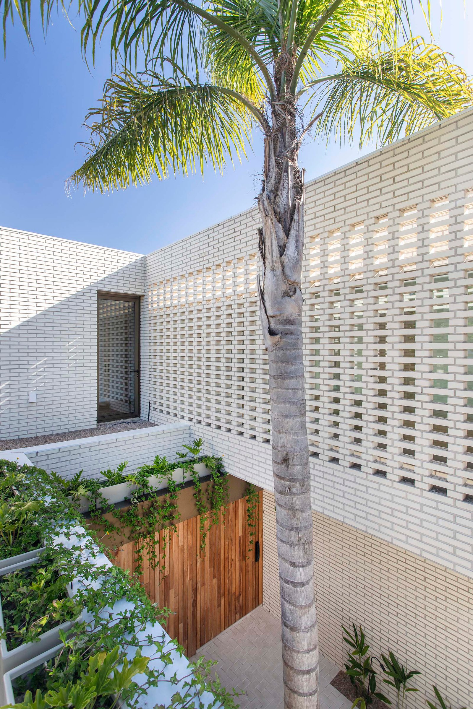 Fachada moderna com blocos vazados e palmeira alta — projeto Casa Magnolia, por Estudio PK, em San Isidro