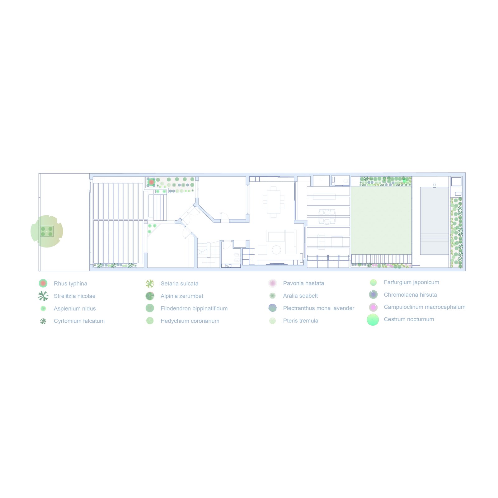 Plano arquitectónico de vivienda moderna con patio y vegetación — proyecto Casa PLAZA, por Estudio Rifahi, en Belgrano R