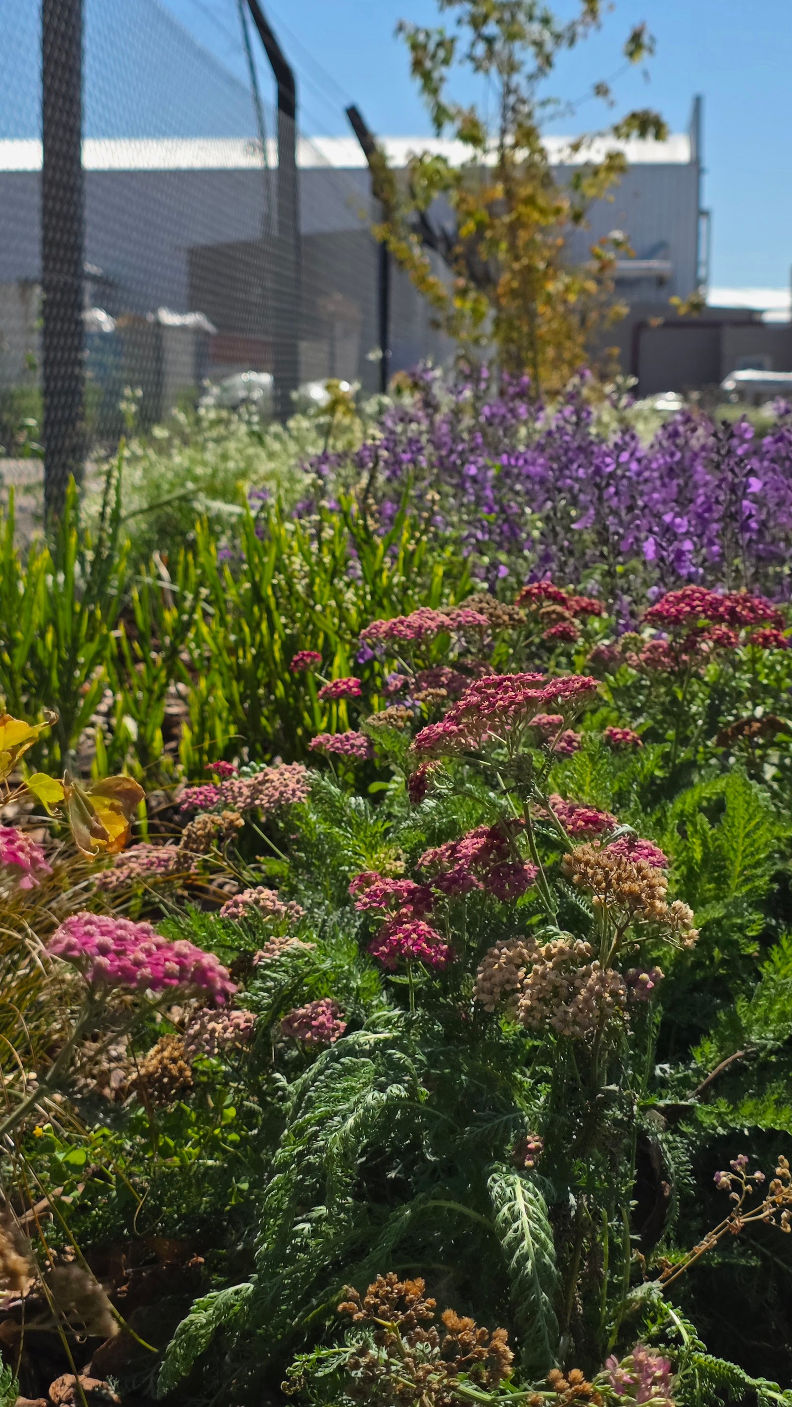 Jardín vibrante con flores rosadas y edificio industrial al fondo — proyecto Paisajismo Fabril., por Marcela García Brünner Paisajista, en El Pato