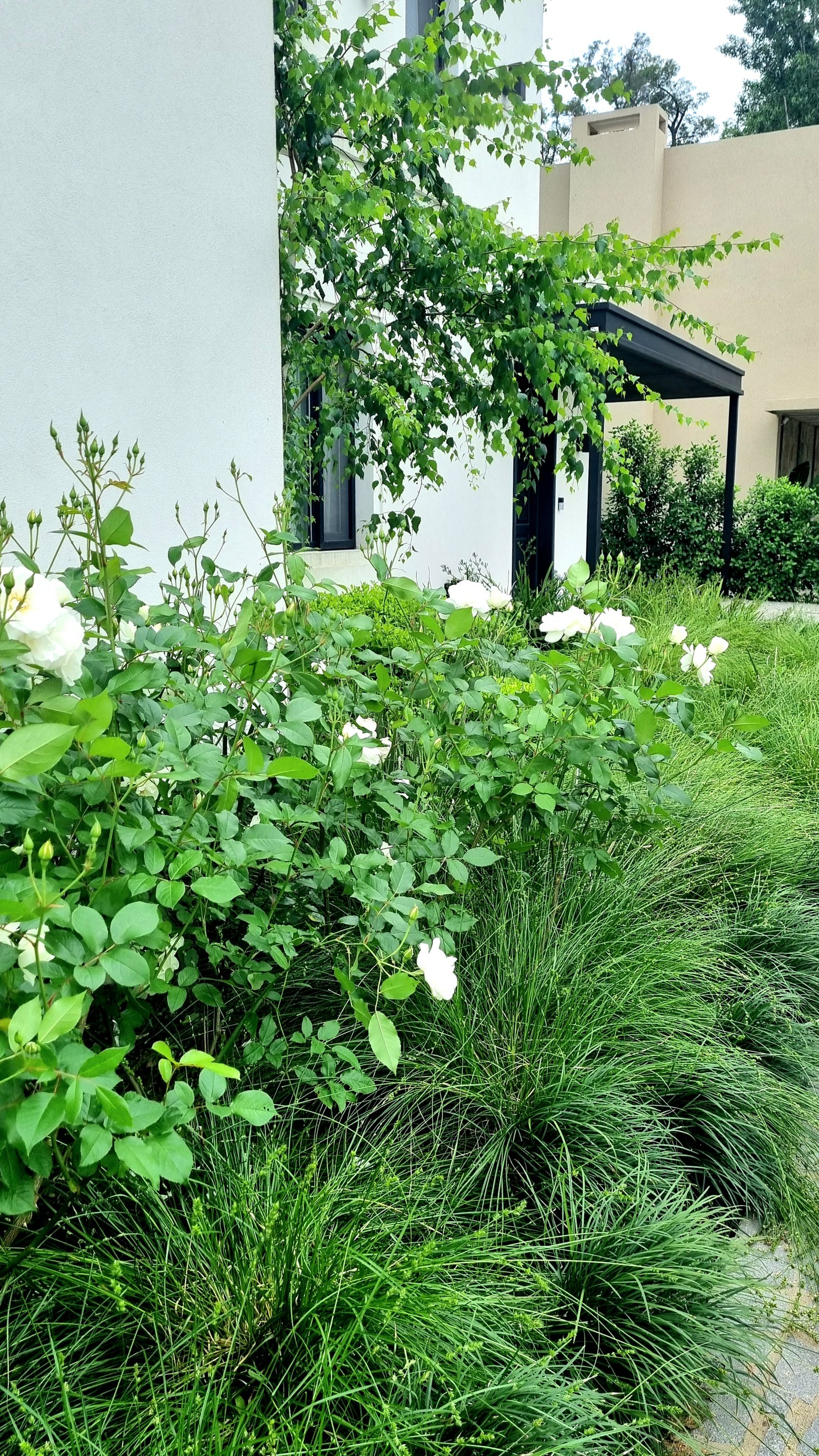 Jardim moderno com pérgola e rosas brancas — projeto La Peregrina 1, por Marcela García Brünner Paisajista, em Comodoro Rivadavia 3301