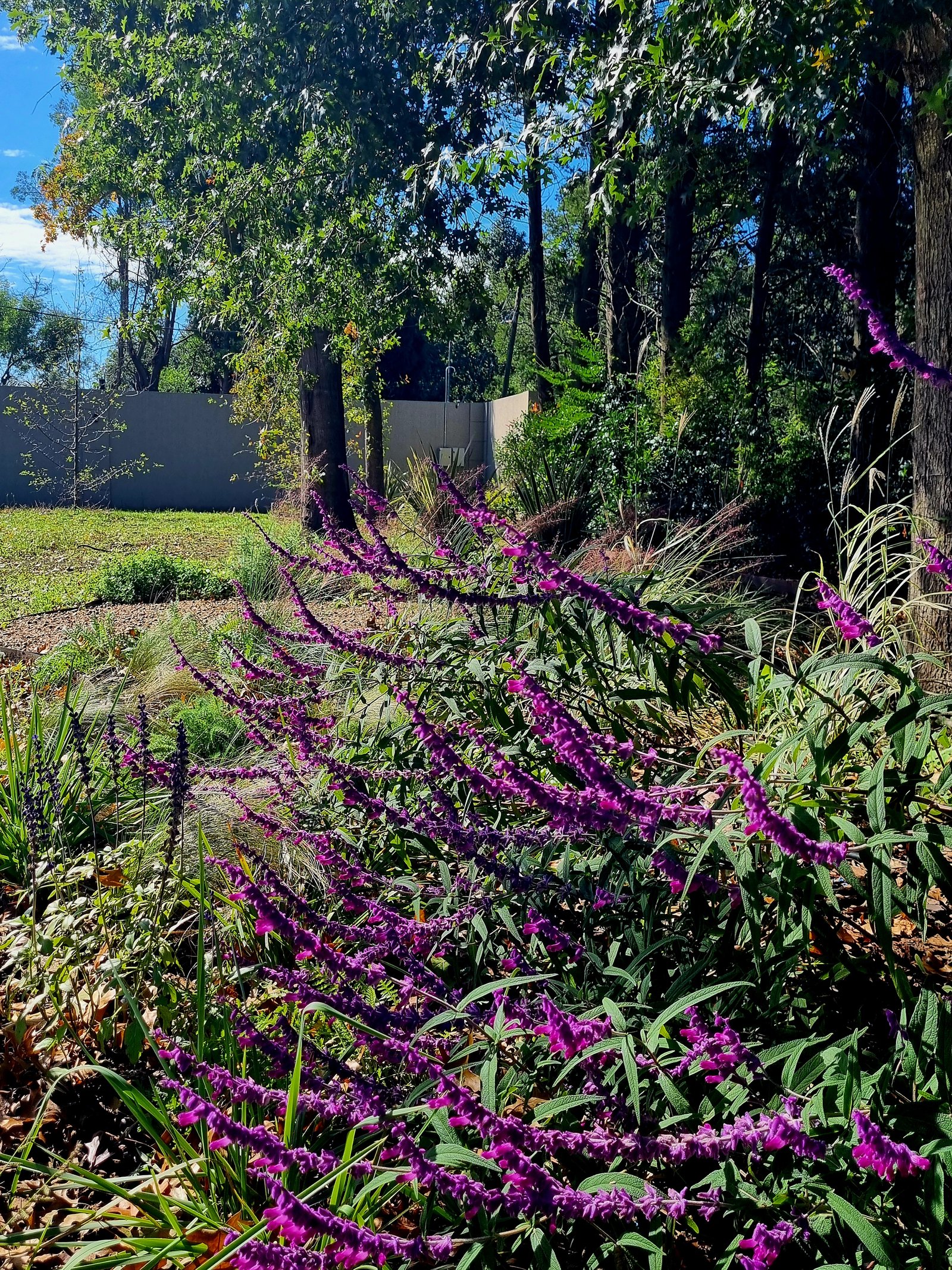 Jardín con plantas moradas, muro de piedra y pérgola de madera — proyecto La Quinta, por Marcela García Brünner Paisajista, en El Pato