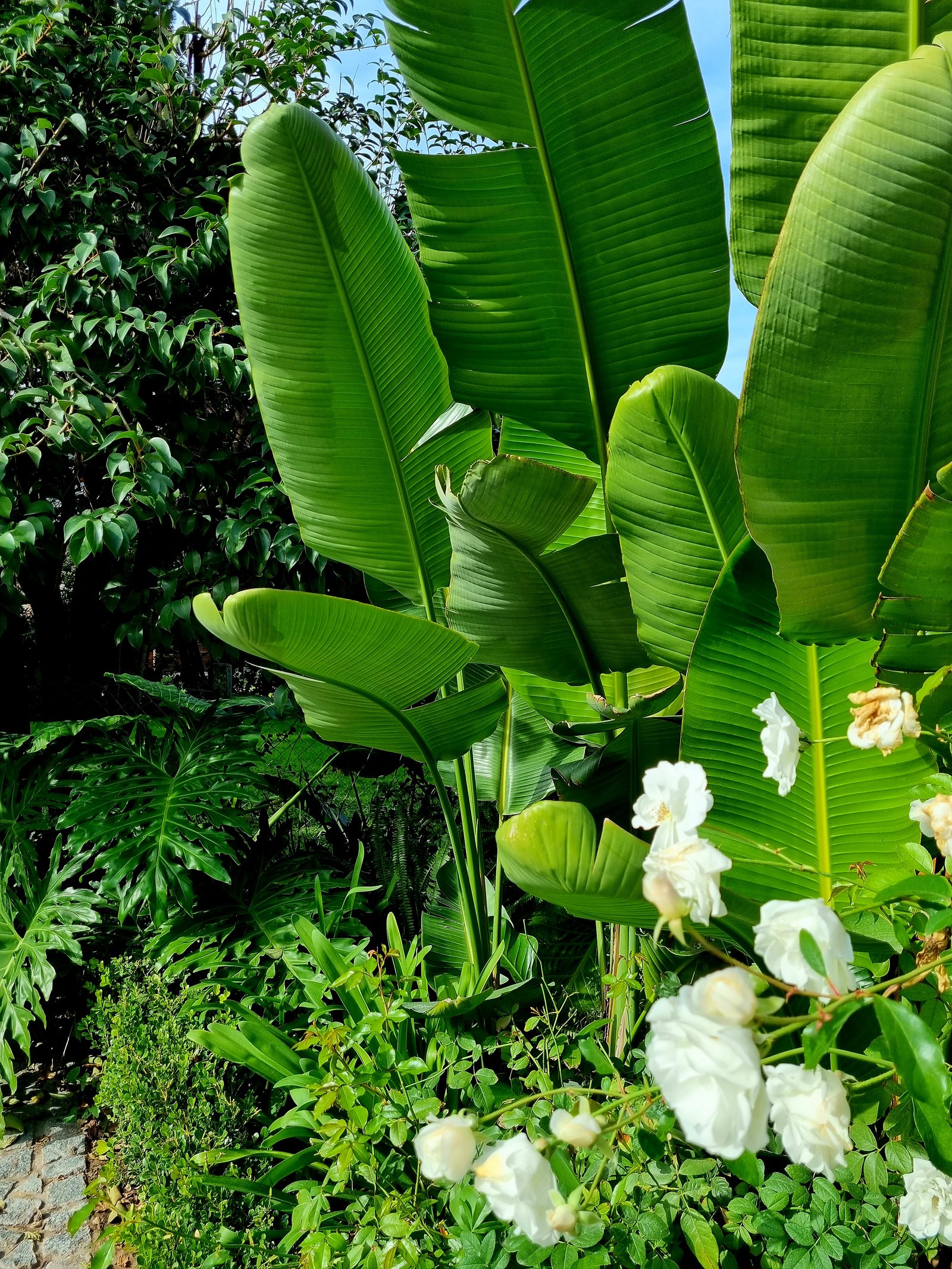 Jardín exuberante con hojas de banana y rosas blancas — proyecto Miraflores, por Marcela García Brünner Paisajista, en Ruta Panamericana KM 37