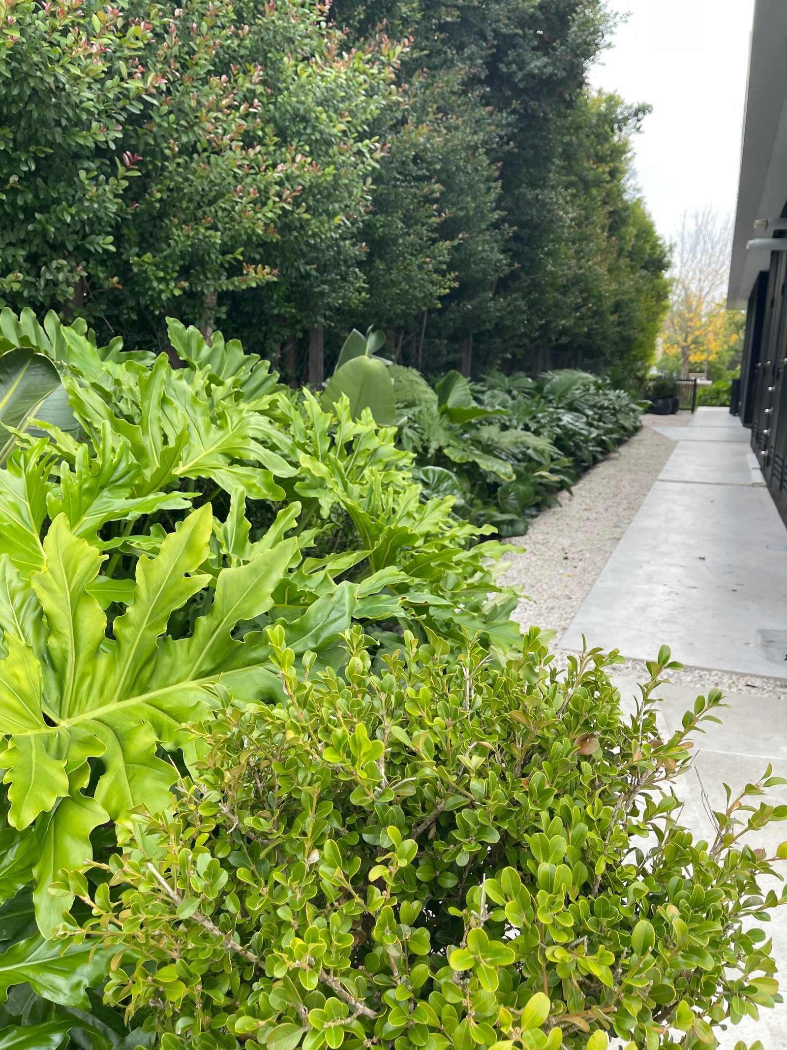 Jardín moderno con vegetación exuberante y camino de grava — proyecto ALBANUEVA, por Baires Green, en B1648 Tigre