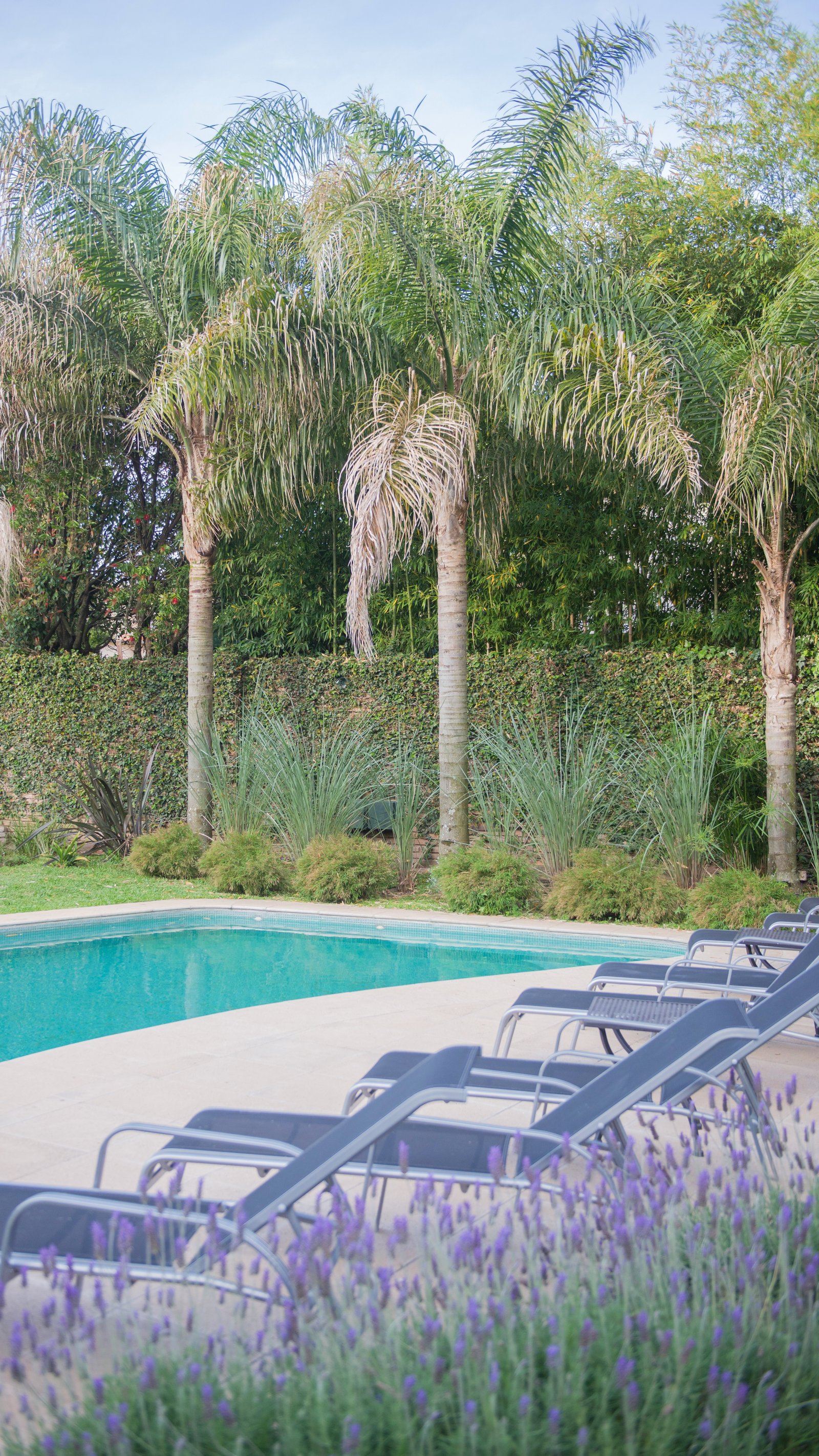 Area de piscina moderna con reposeras y lavandas — proyecto Villa Isidro Hotel Boutique & Spa, por Hermann Arquitectos, en San Isidro