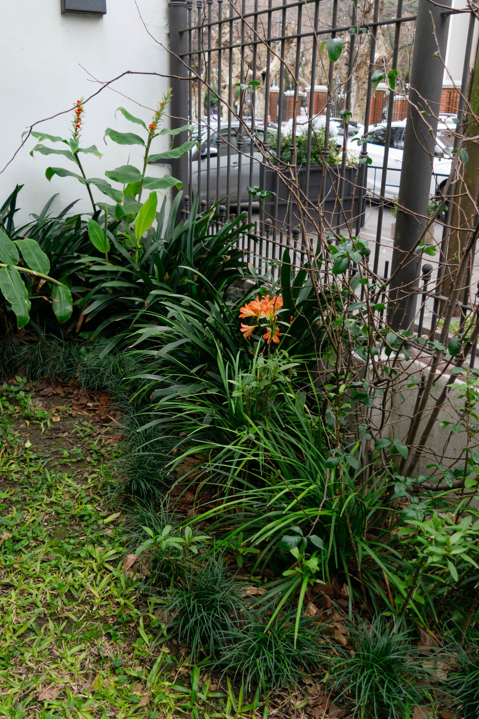 Jardín con plantas verdes, flores naranjas y reja de metal — proyecto Proyecto Moreno, por Greenwood Paisajismo, en Moreno 419