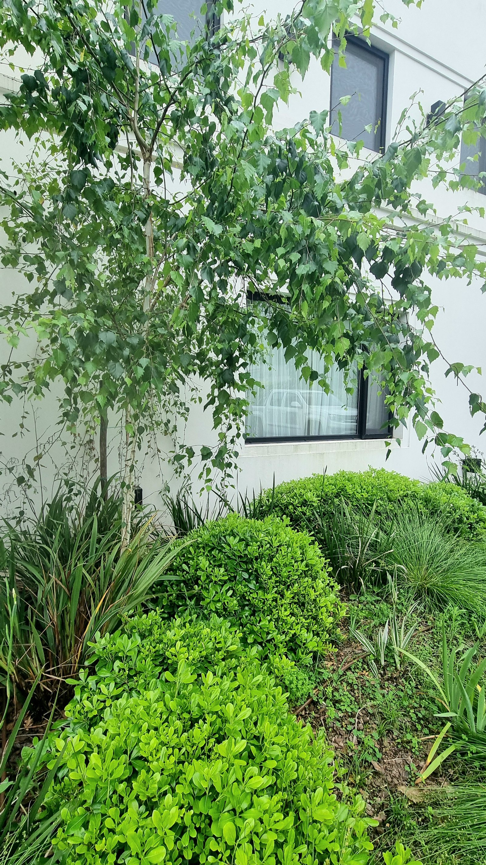 Jardín moderno con vegetación exuberante y pared blanca — proyecto La Peregrina 1, por Marcela García Brünner Paisajista, en Comodoro Rivadavia 3301