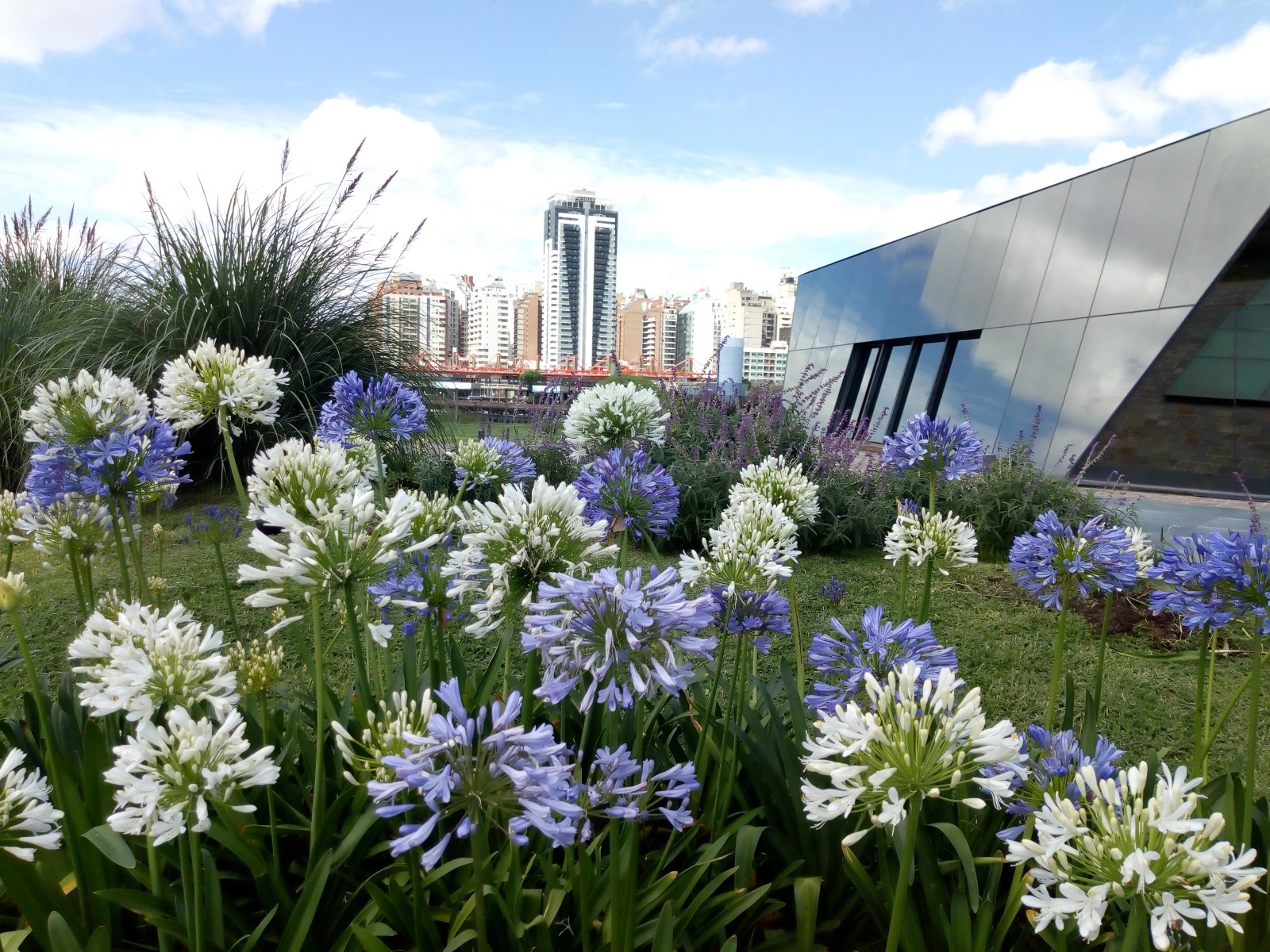 Jardín moderno con fachada de vidrio y vista urbana — proyecto Casa de Gobierno :: Córdoba :: Terraza verde :: Acompañamiento STIPA Arte Natura, por STIPA Arte Natural, en Rosario 