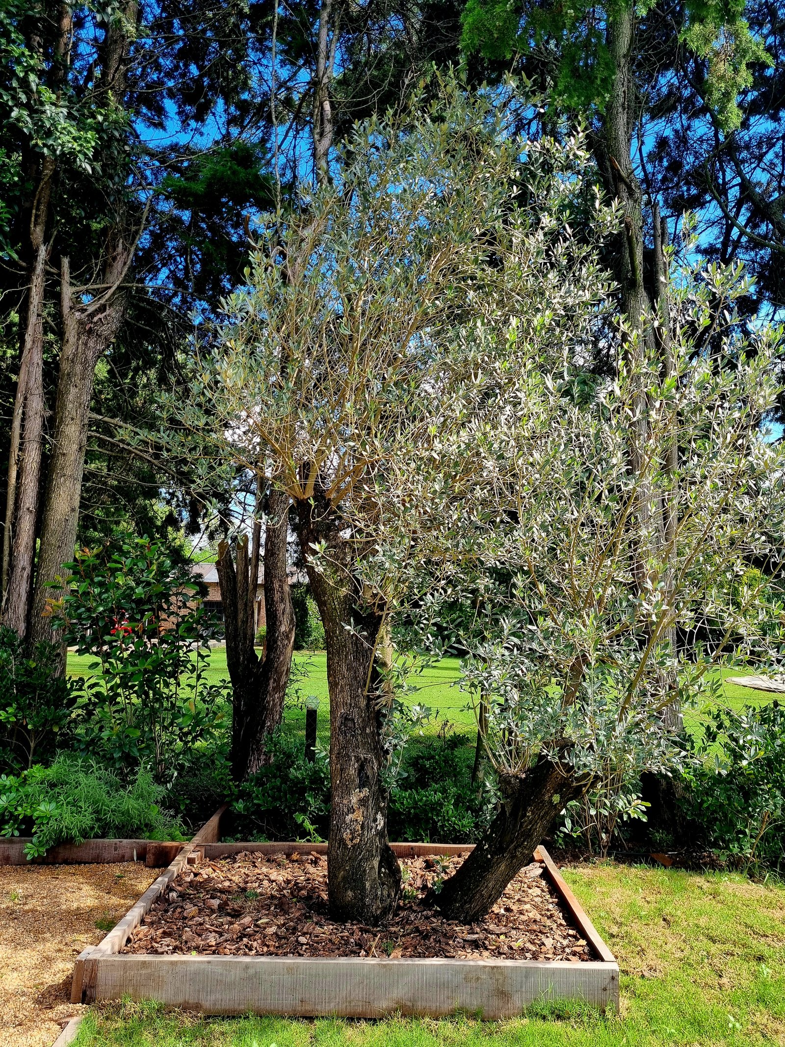 Olivo maduro en cama de jardín elevada con borde de hormigón, rodeado de césped — proyecto La Quinta, por Marcela García Brünner Paisajista, en El Pato