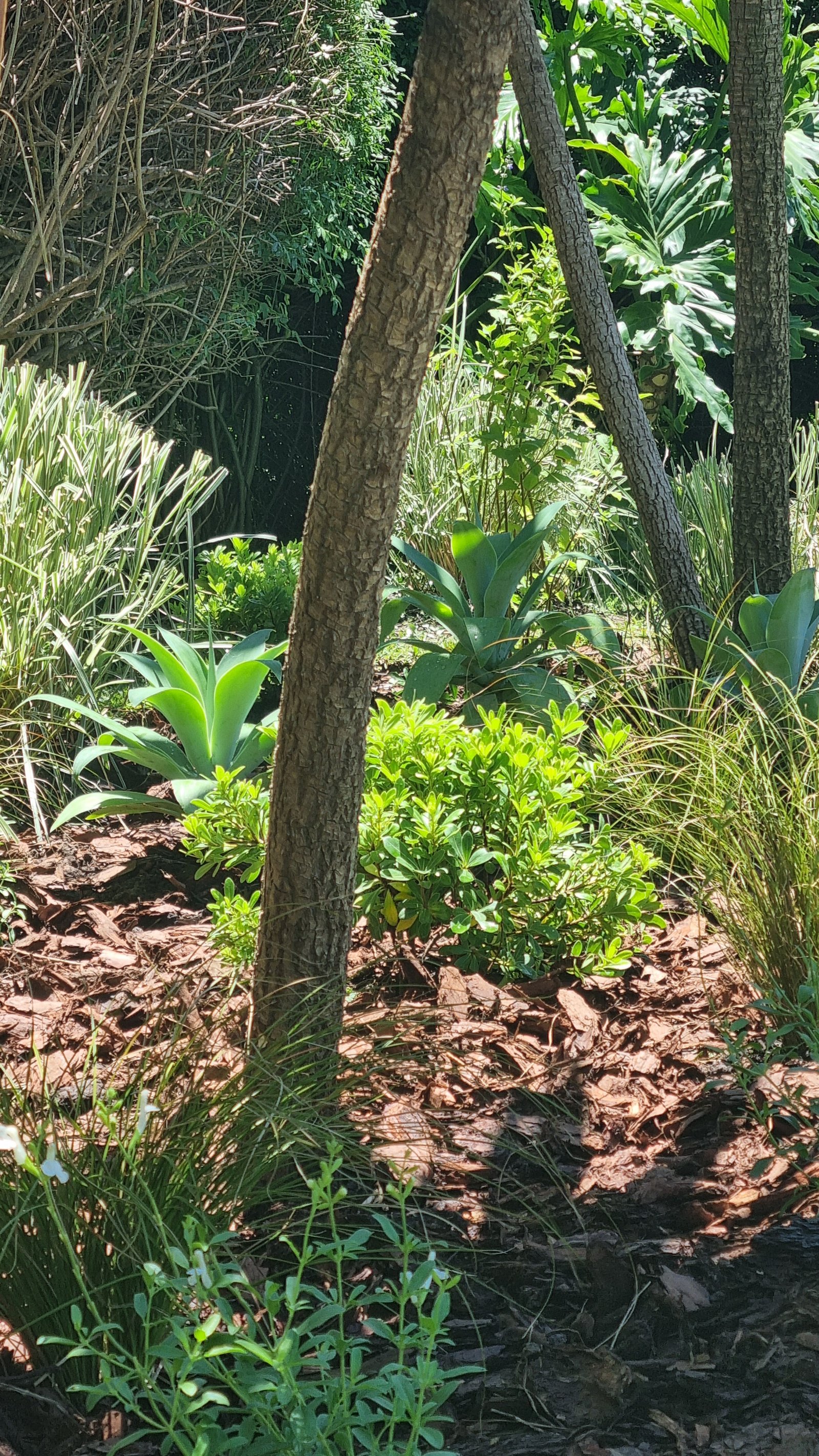 Jardim externo com árvores, plantas e cobertura de casca — projeto Ayres del Pilar El Puesto, por Marcela García Brünner Paisajista, em INF44024 - Colectora Este