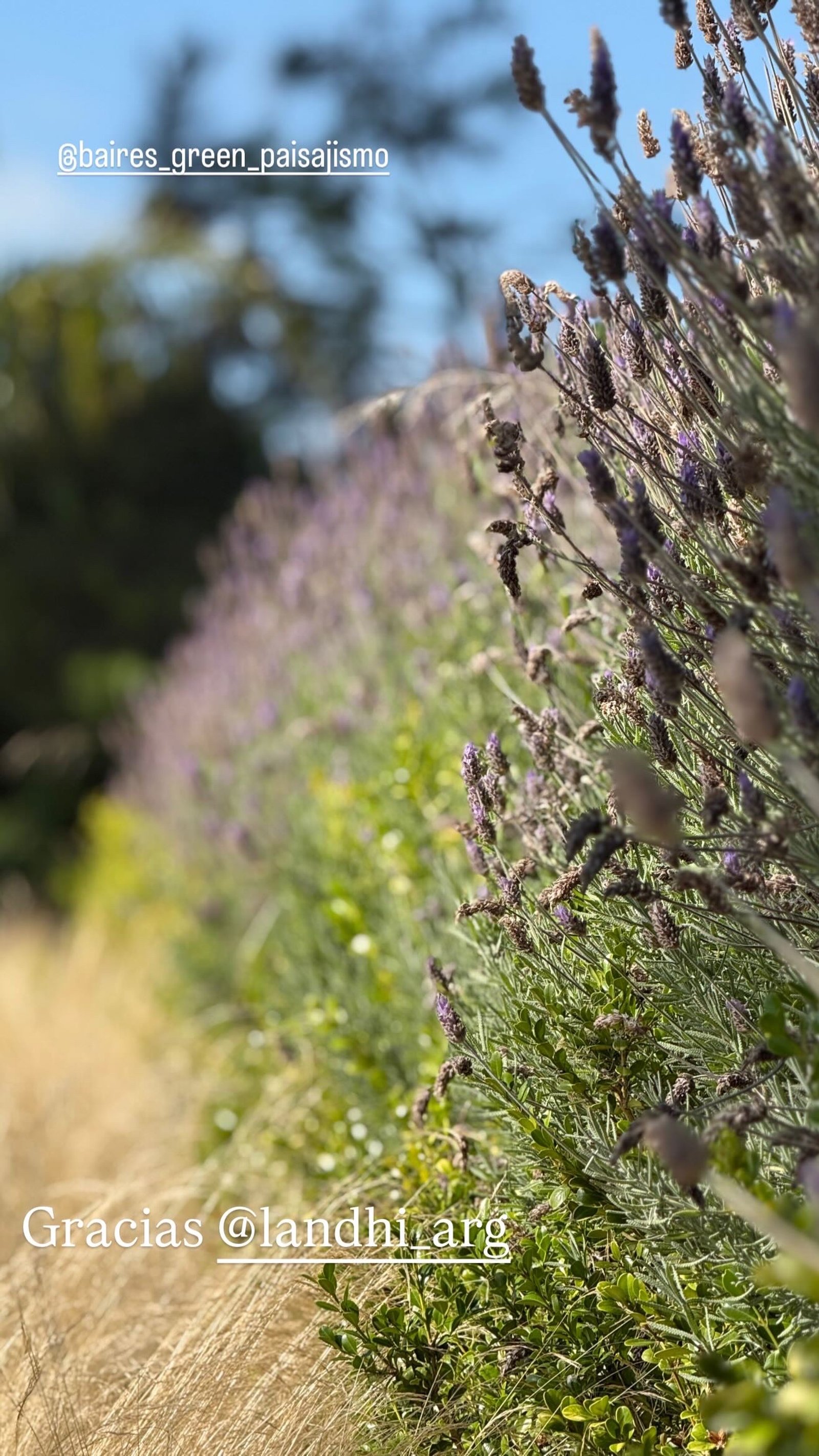 Jardim de lavanda com grama seca e vegetação exuberante — projeto COSTA ESMERALDA, por Baires Green, em Pinamar