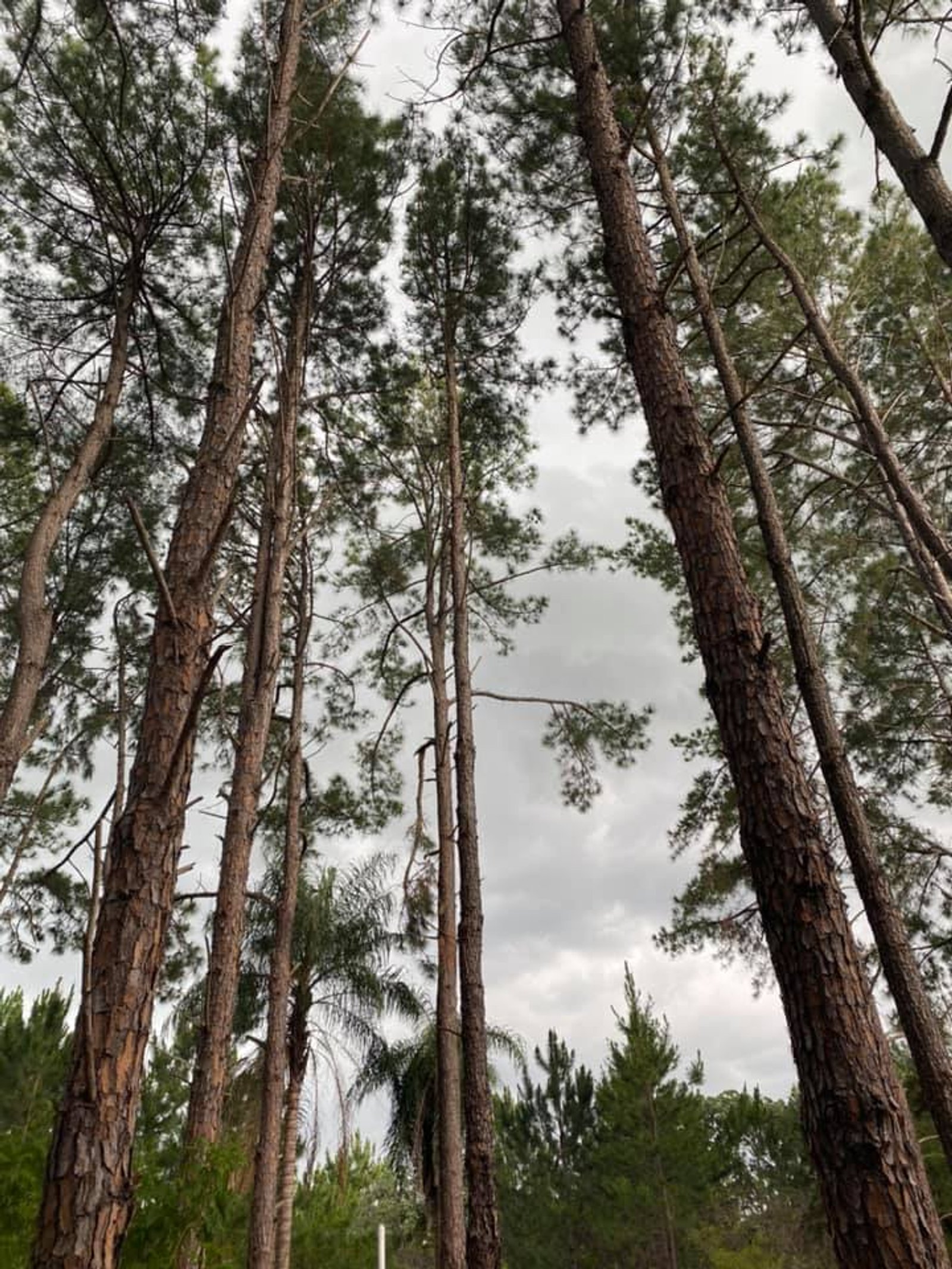 Floresta de pinheiros altos e palmeiras com céu nublado — projeto Casa en el Bosque, por Arquitecto Gustavo Maidana, em Santa Ana de los Guácaras