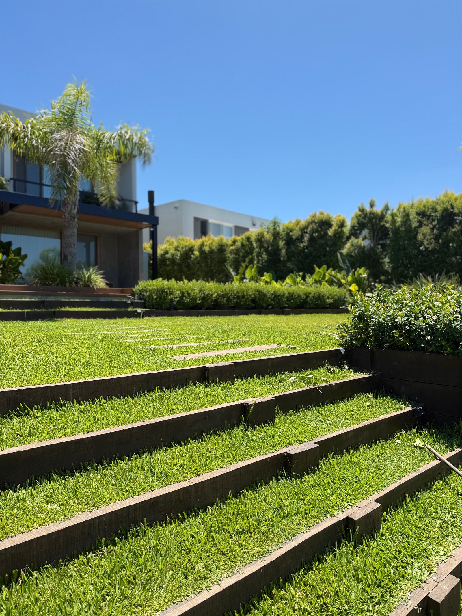 Terraço moderno com degraus de grama e palmeira — projeto ALBANUEVA, por Baires Green, em B1648 Tigre