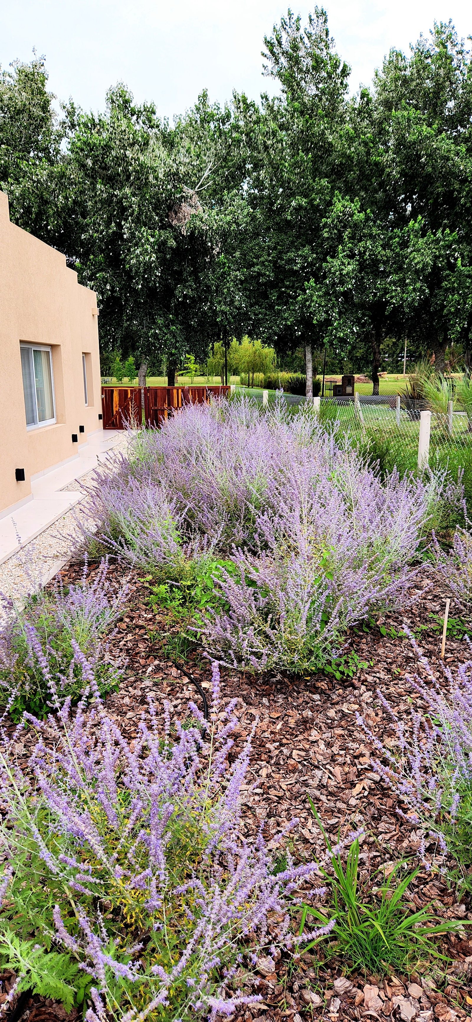 Jardín moderno con fachada beige y arbustos de lavanda — proyecto Casa ZIG ZAG, por Estudio Rifahi, en Coronel Brandsen