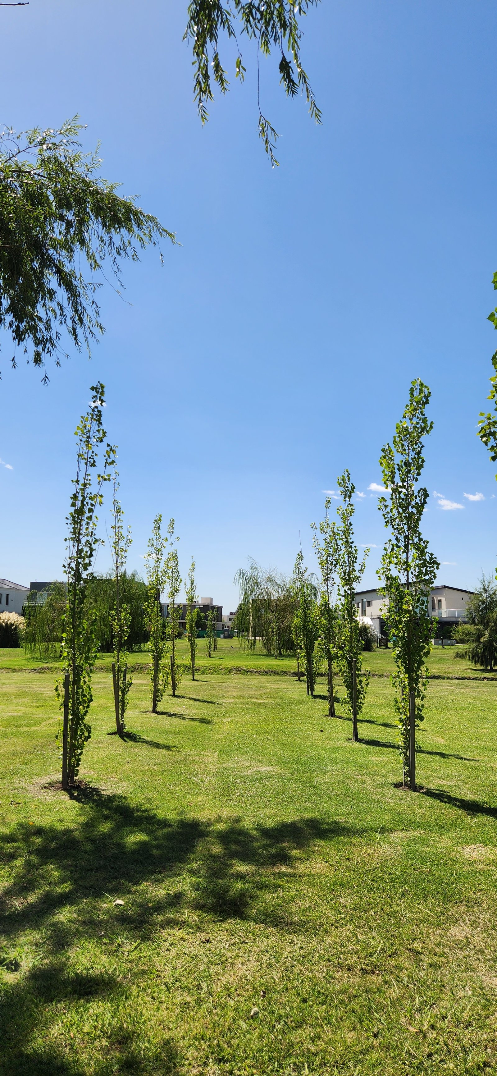 Jardín moderno con árboles en hilera y casas — proyecto Central Park - Terralagos, por Estudio Rifahi, en Canning