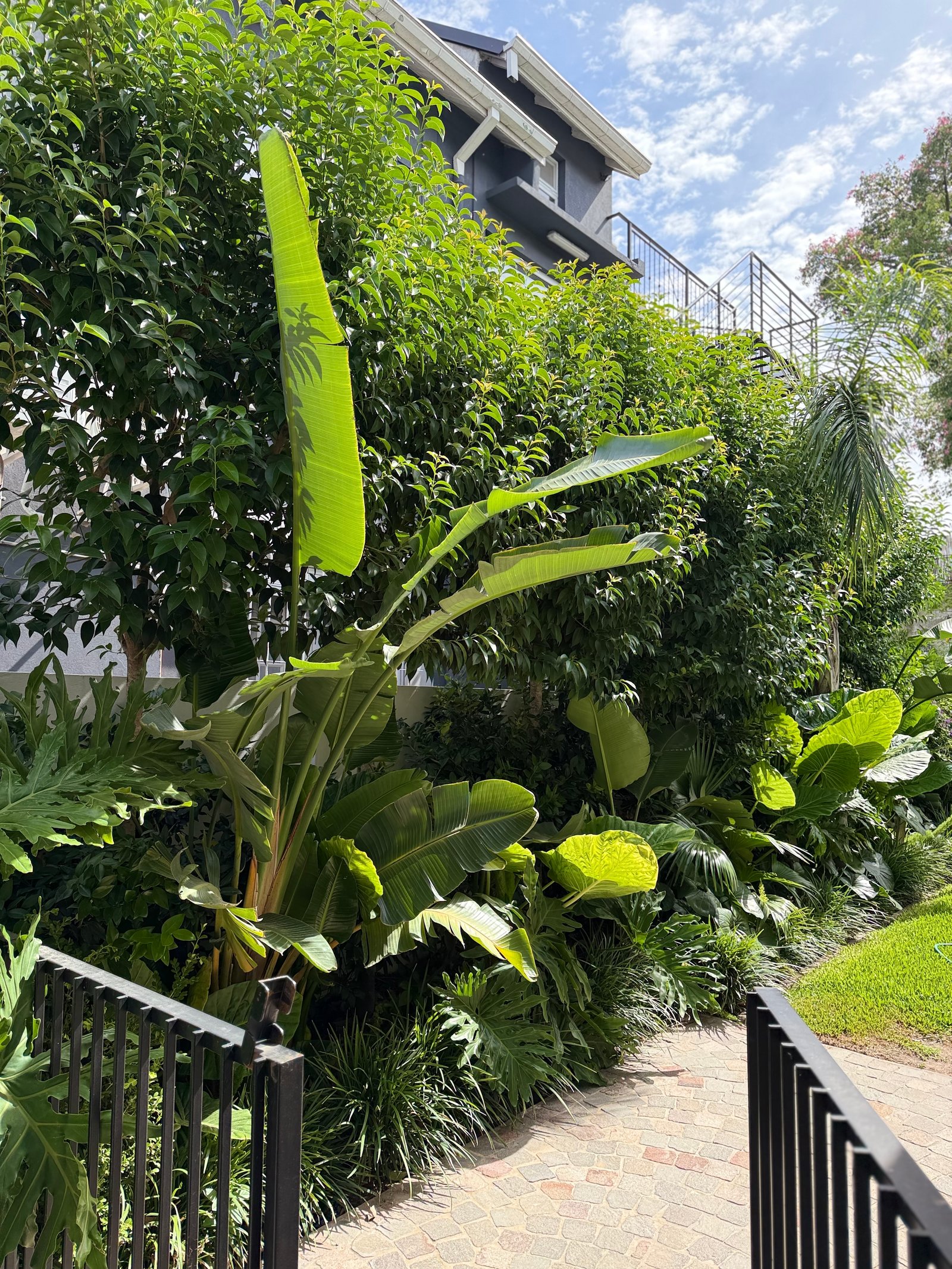Jardín moderno con exuberante pared verde y camino de piedra — proyecto VICENTE LOPEZ, por Baires Green, en Vicente López
