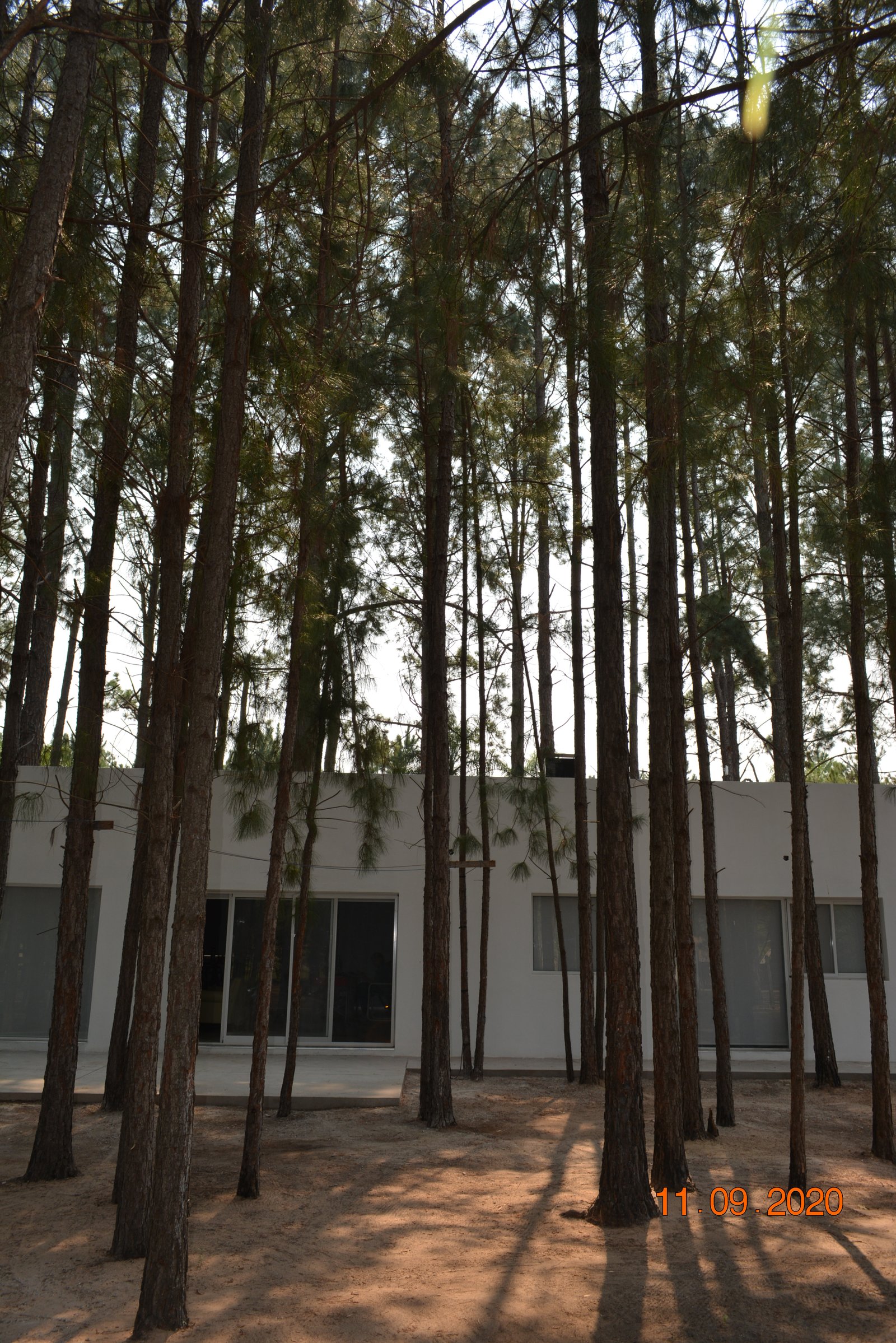 fachada moderna entre pinos con amplios ventanales — proyecto Casa en el Bosque, por Arquitecto Gustavo Maidana, en Santa Ana de los Guácaras