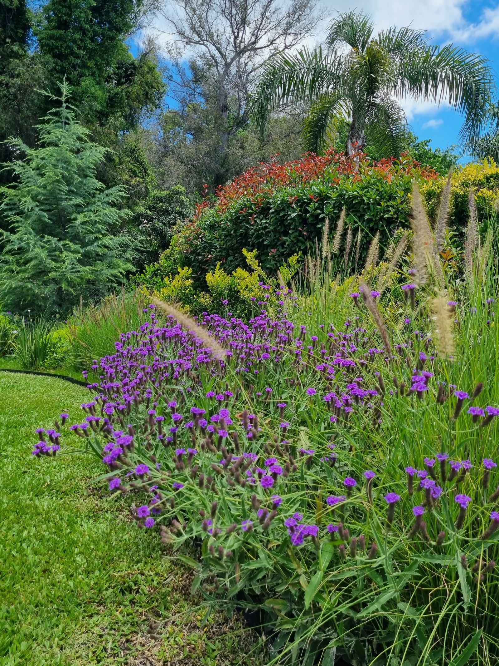 Jardín exuberante con flores púrpuras y césped manicurado — proyecto Abril Club de Campo , por Marcela García Brünner Paisajista, en B1885 Guillermo Enrique Hudson