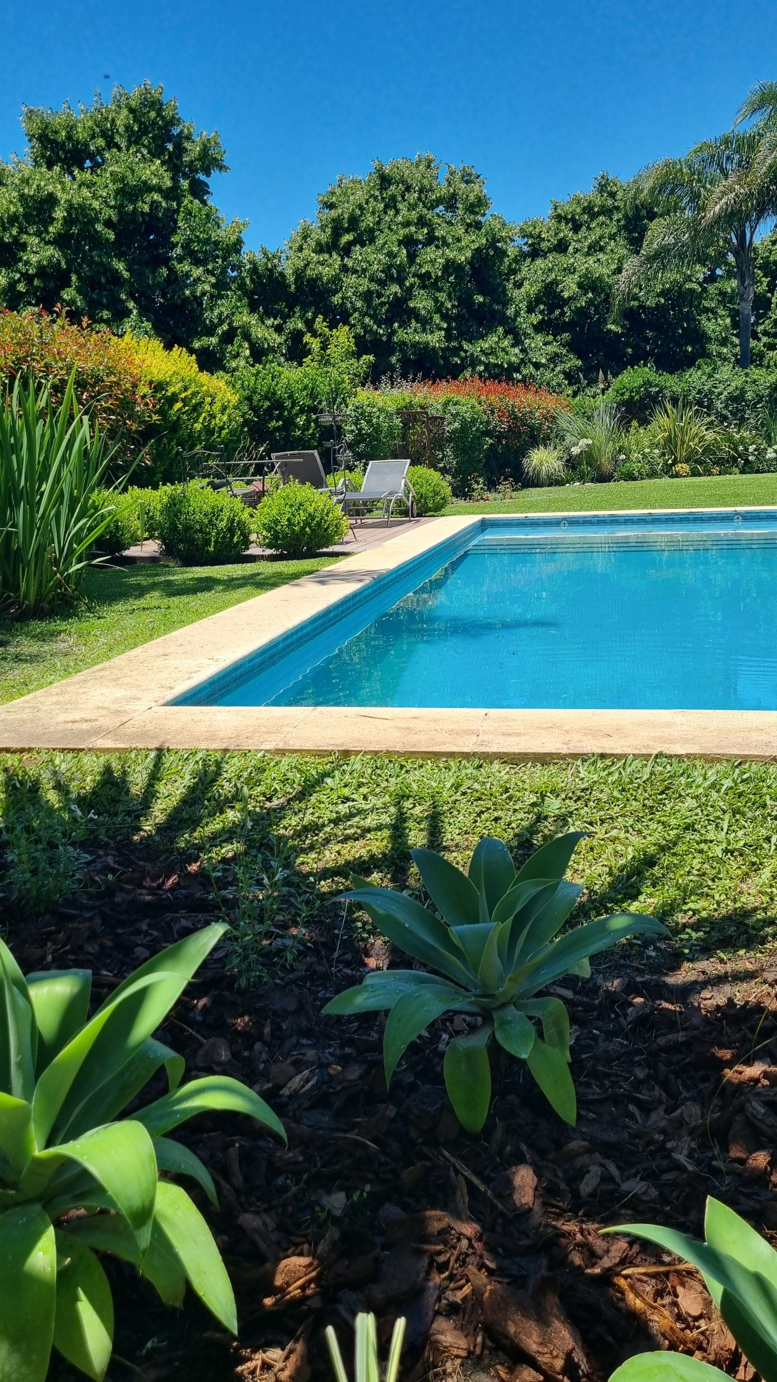 Área de piscina com vegetação exuberante e gramado — projeto Ayres del Pilar El Puesto, por Marcela García Brünner Paisajista, em INF44024 - Colectora Este