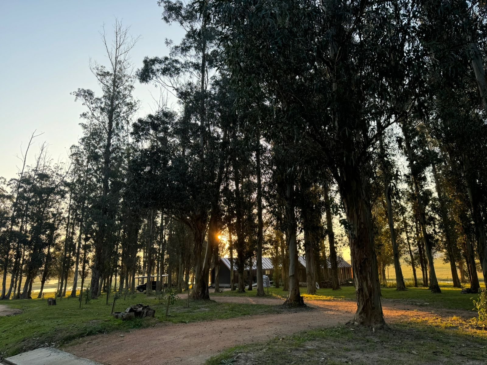 Jardín rústico rodeado de eucaliptos altos con mobiliario de madera — proyecto M3, por Wompa, en 20000 El Tesoro