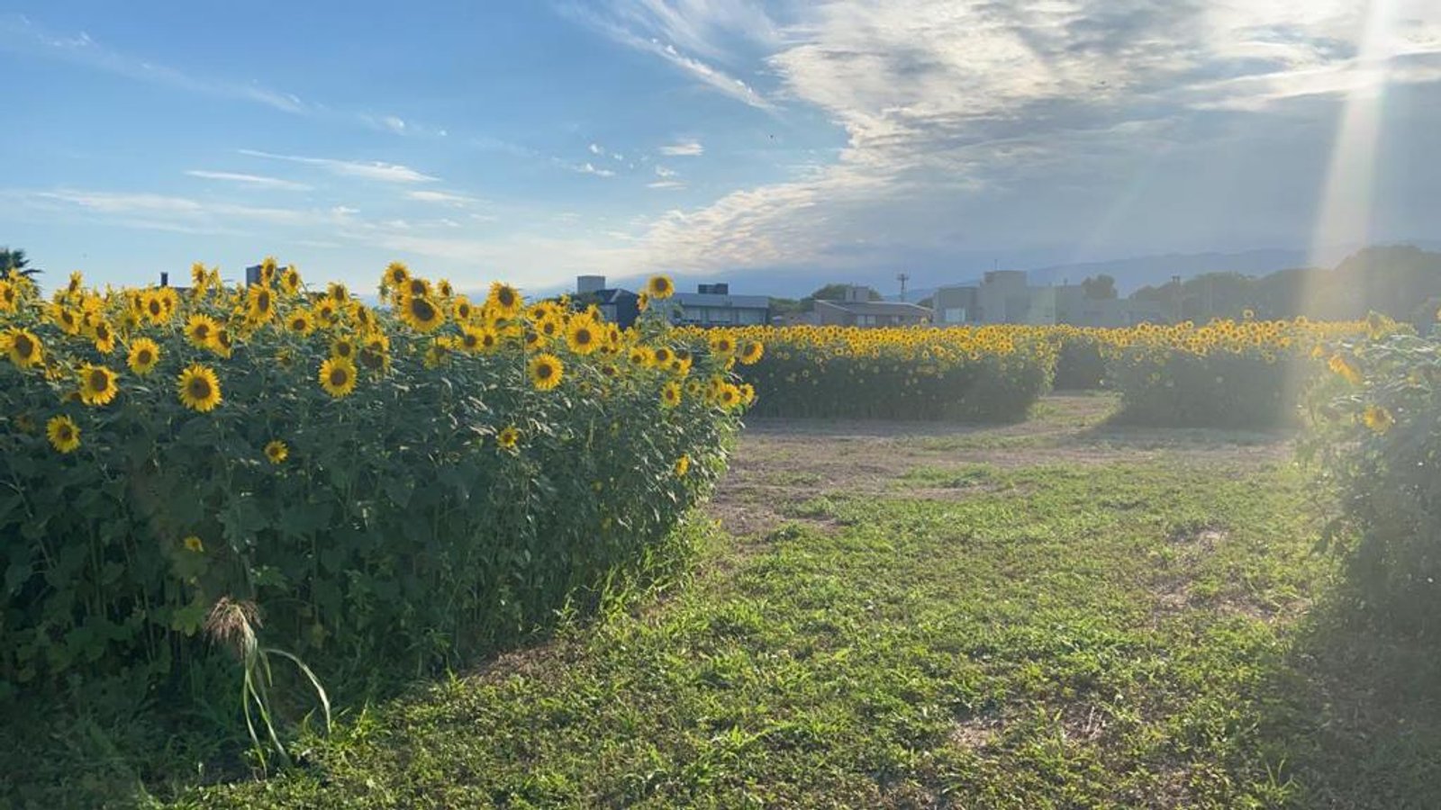 Campo de girasoles con un gran seto verde y luz solar brillante — proyecto Distrito - Yerba Buena, Tucumán, por Estudio Rifahi, en Yerba Buena