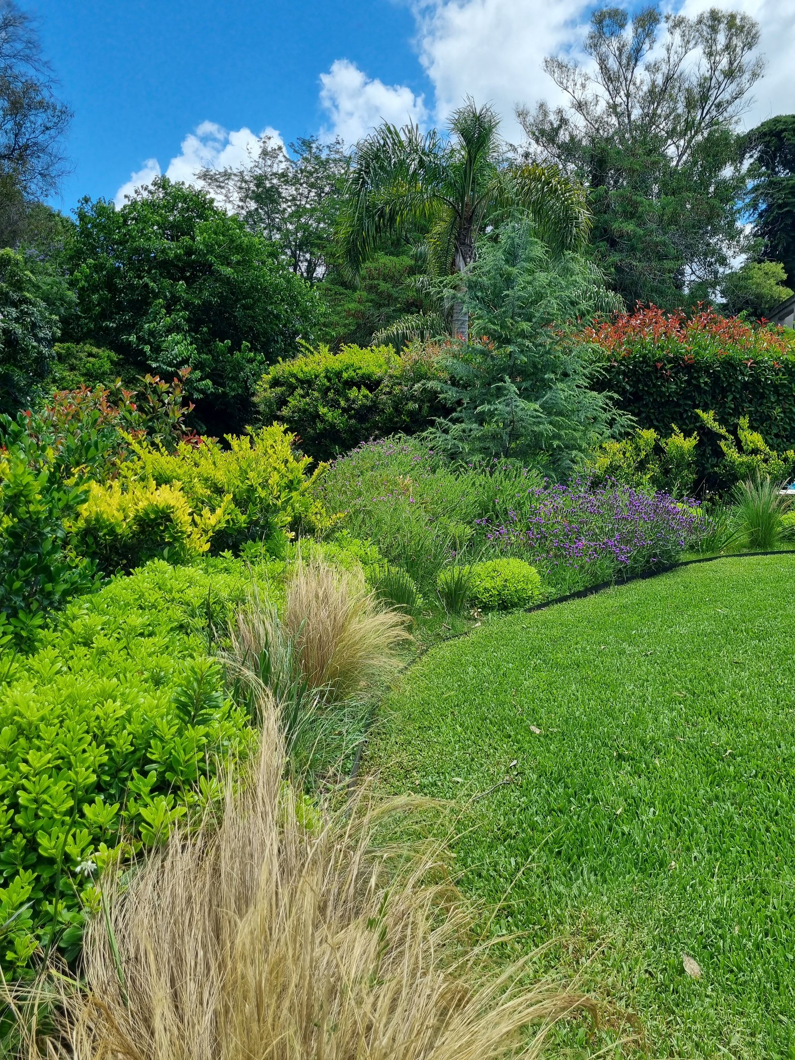 Jardim exuberante com gramado curvo e vegetação variada sob céu azul — projeto Abril Club de Campo, por Marcela García Brünner Paisajista, em B1885 Guillermo Enrique Hudson