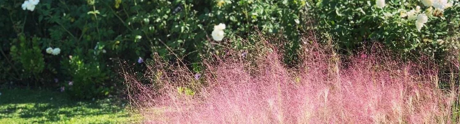 Paisajismo en otoño, todo lo que hay que saber sobre tu jardín en esta época.