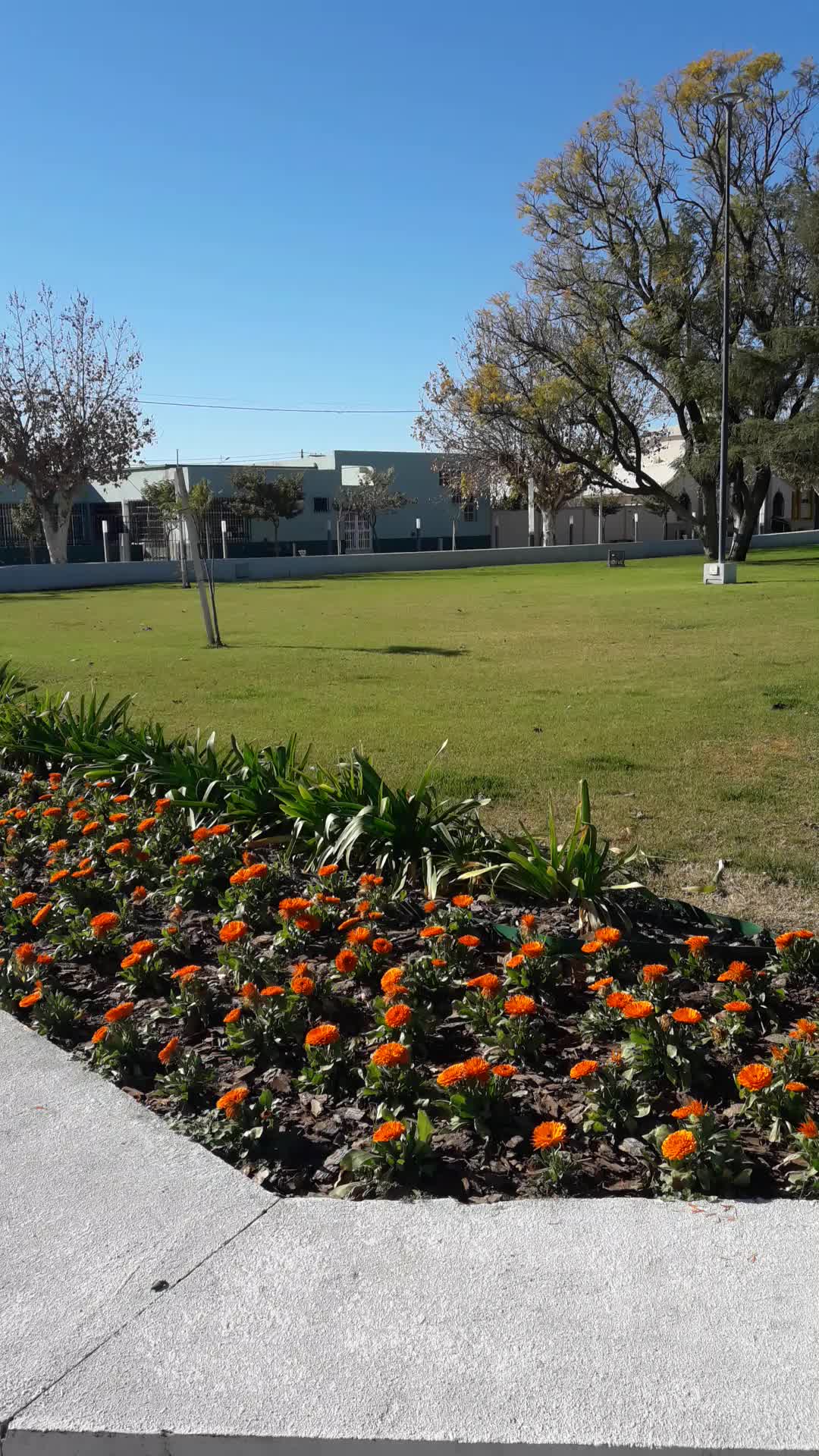 Video del proyecto