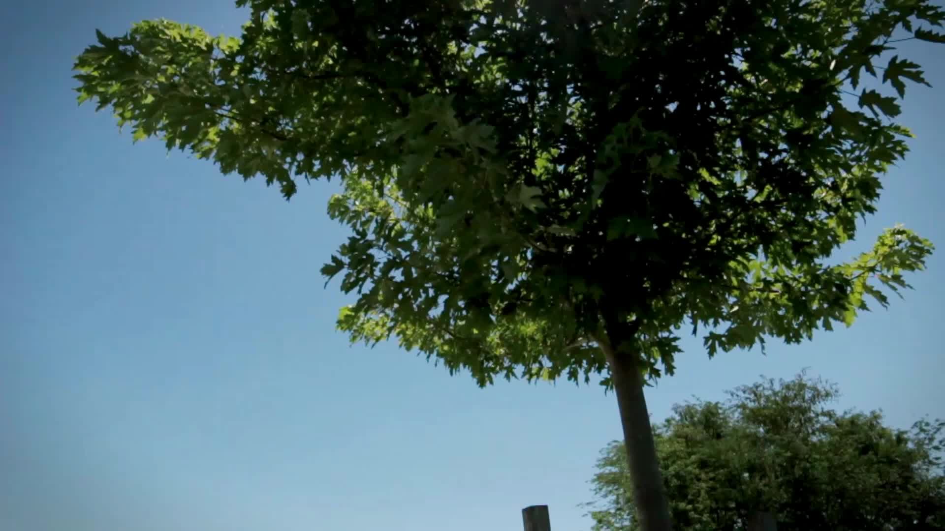 Video del proyecto