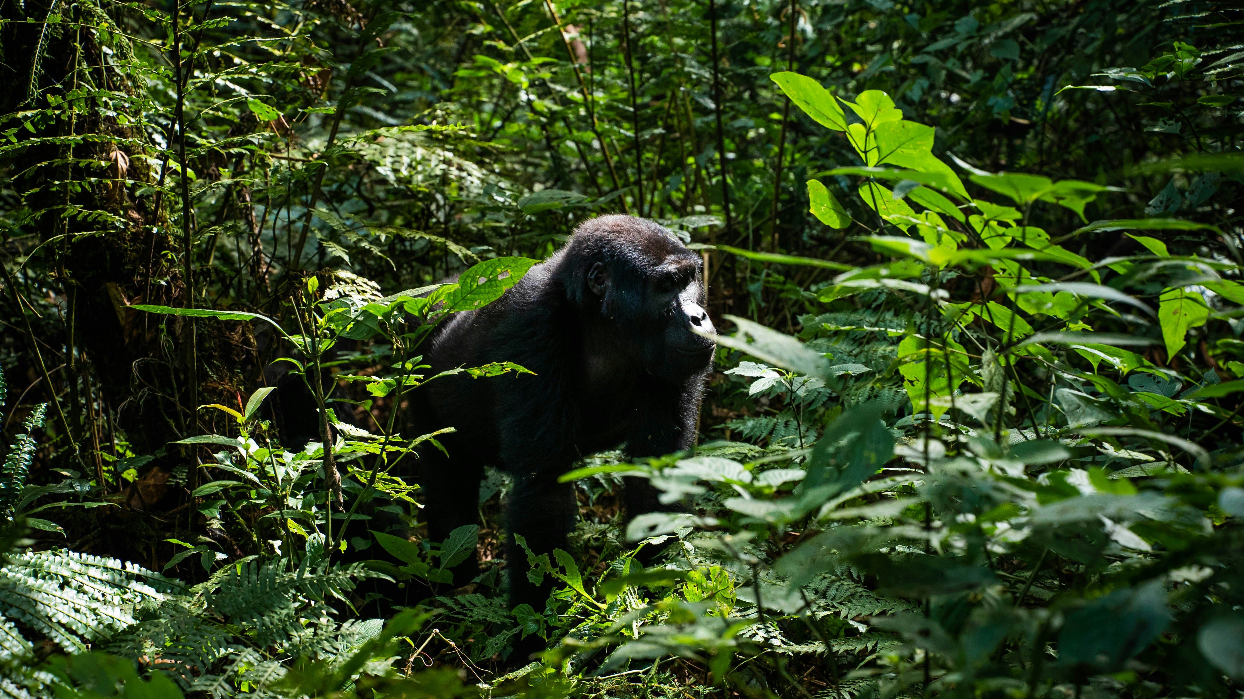 Bwindi Impenetrable Forest, Uganda