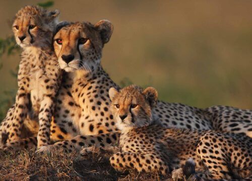 How to Choose a Quality Safari in East Africa