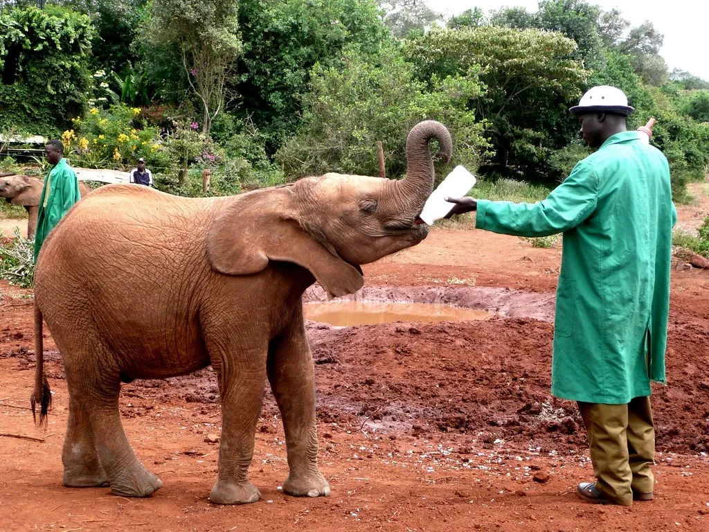 Elephant Sanctuary Visits