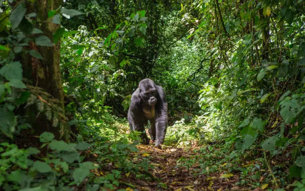 Gorilla in Impenetrable Bwindi
