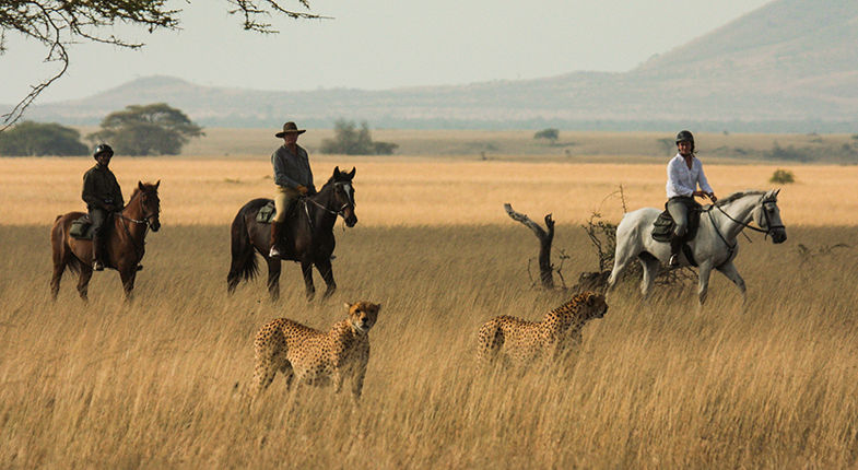 Horse Riding Safaris