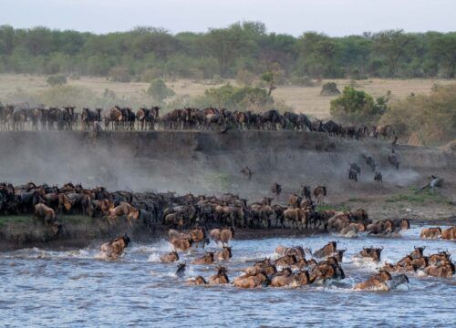 World of Giants and Greatness: Witnessing Kenya’s Twin Migrations with Heart