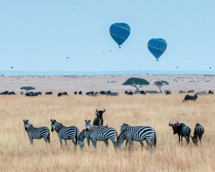 Zebras in Maasai Mara