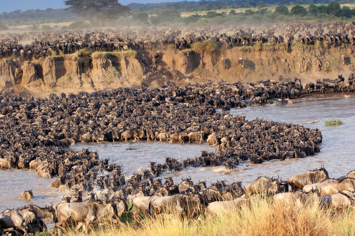 Excusive Serengeti Migration & Ngorongoro Crater Safari