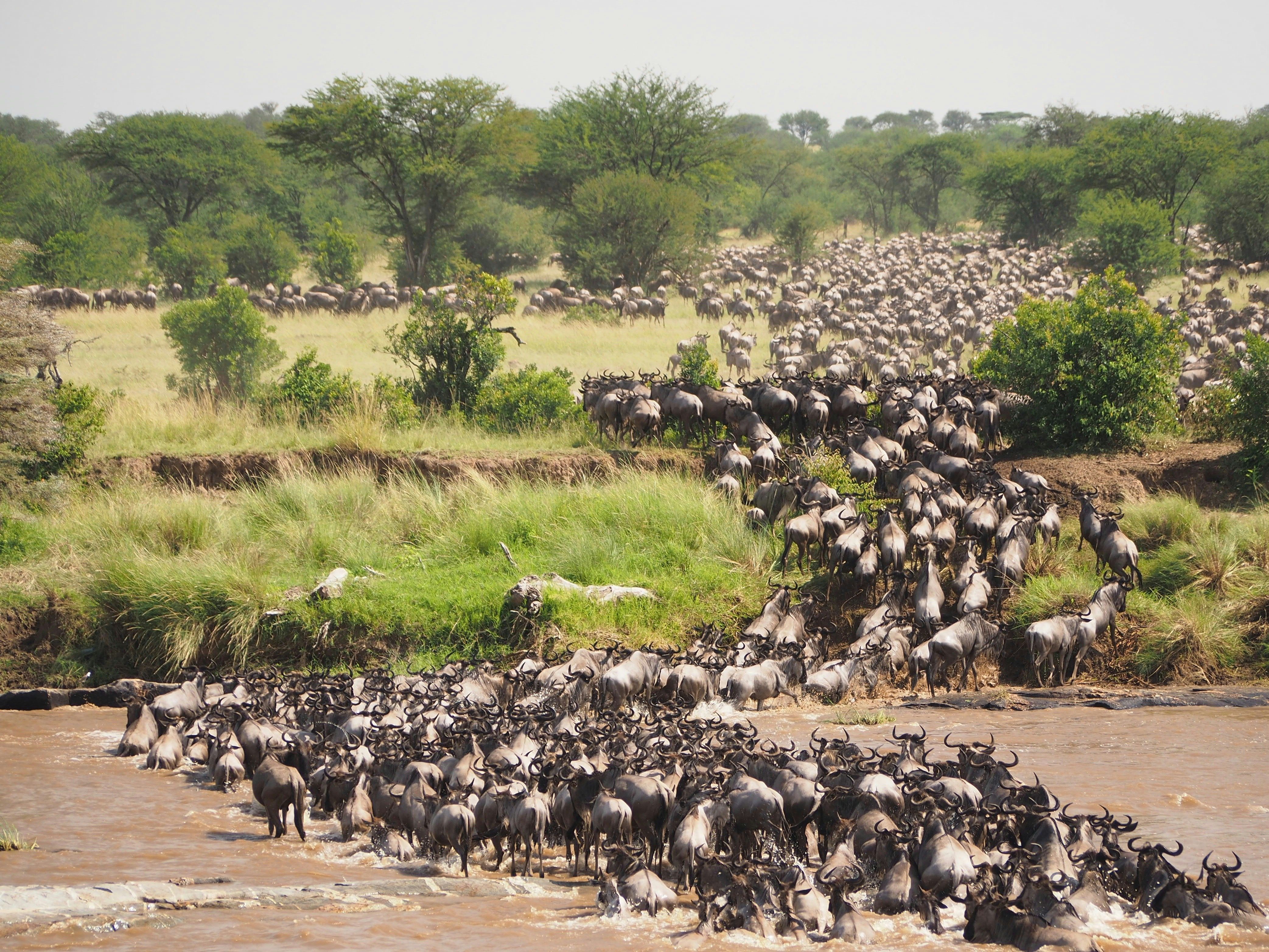 Northern Serengeti, Tanzania