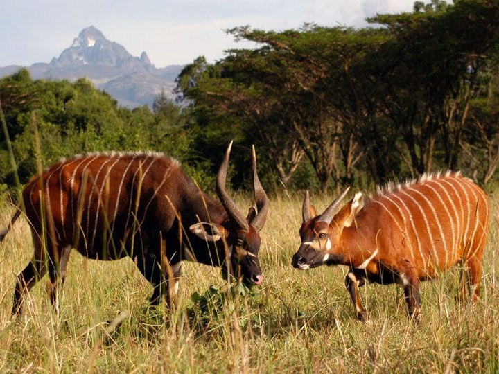 Samburu & Kalama Conservancy, Kenya