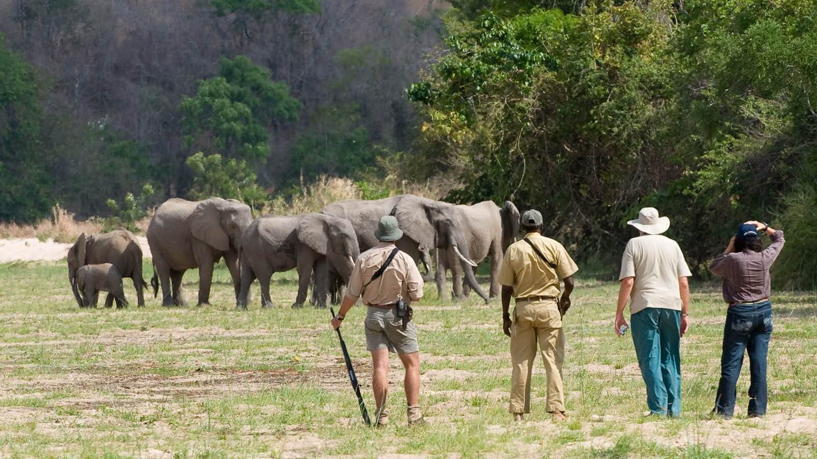 Guided Walking Safaris