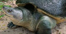 The ABC's of Biodiversity: River Terrapins